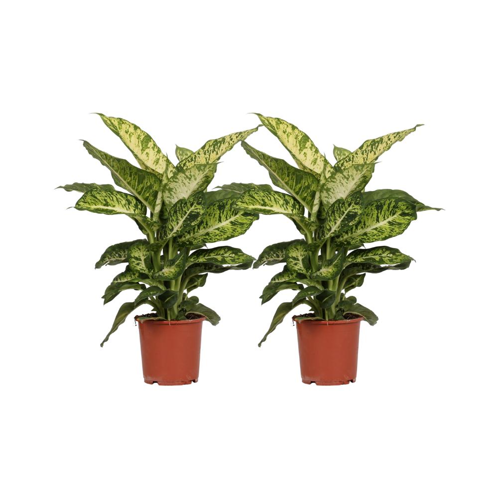 Dieffenbachia Mars - 2 Stück - Ø17cm - ↕50cm