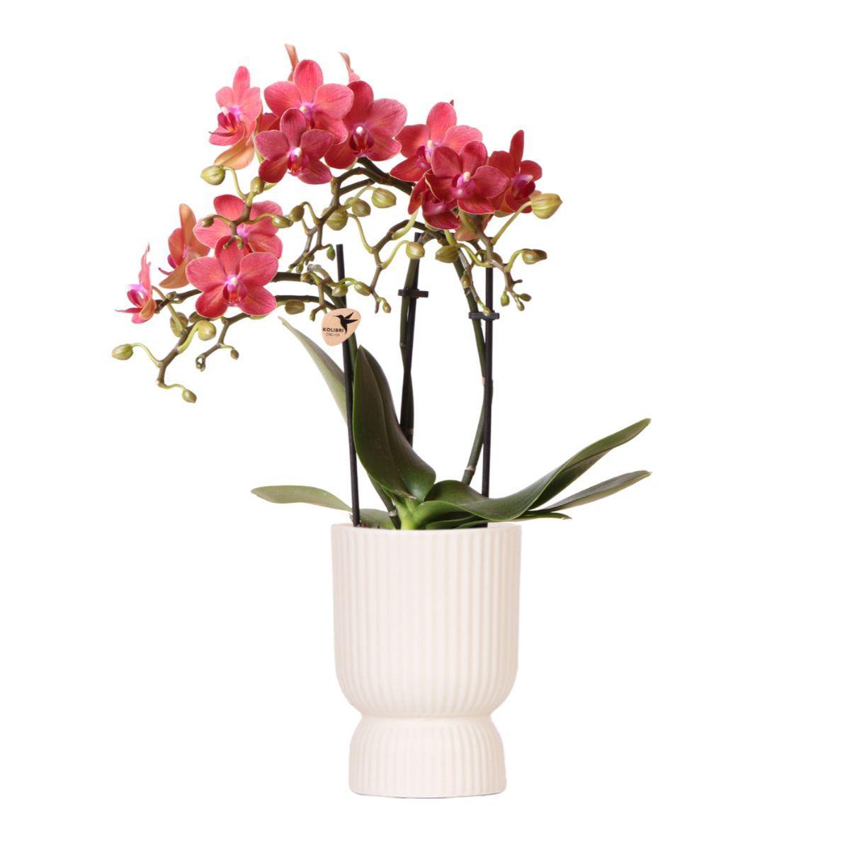 Kolibri-Orchideen | rosa lila Phalaenopsis-Orchidee - Kongo + Diabolo-