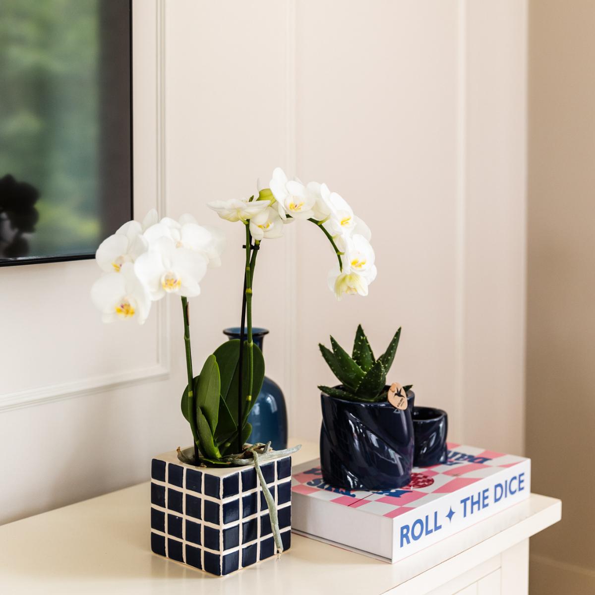 Kolibri Orchids | Weiße Phalaenopsis Orchidee Amabilis + Mosa Ziertopf Blau - Topfgröße Ø9cm | Blühende Zimmerpflanze - Frisch vom Züchter