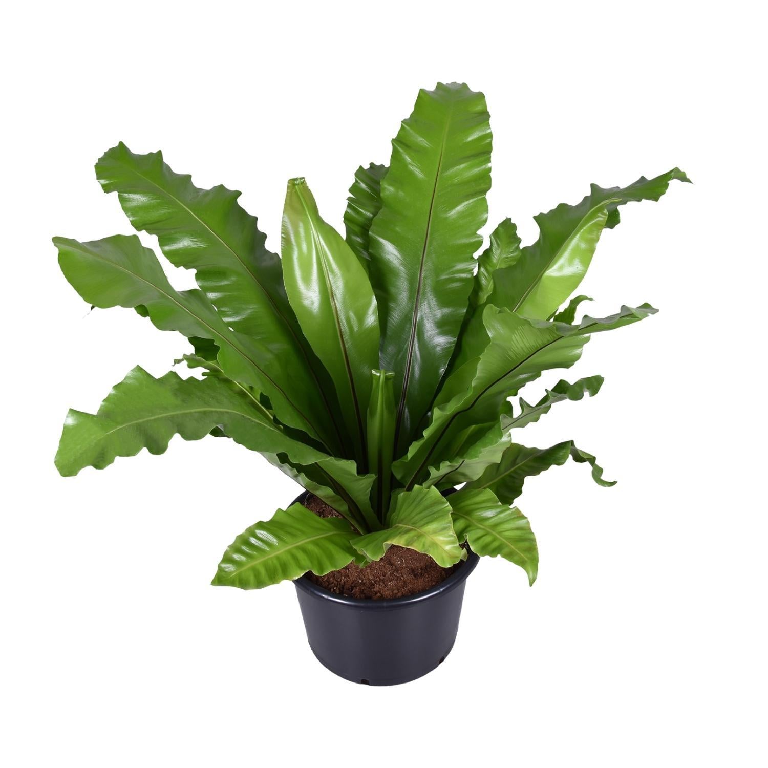 Asplenium Nidus - Ø37cm - ↕85cm