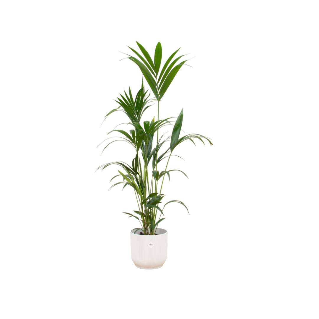 Kentia-Palme inklusive elho Vibes Fold Round weiß – 160 cm – Ø30 - Kentiapalme