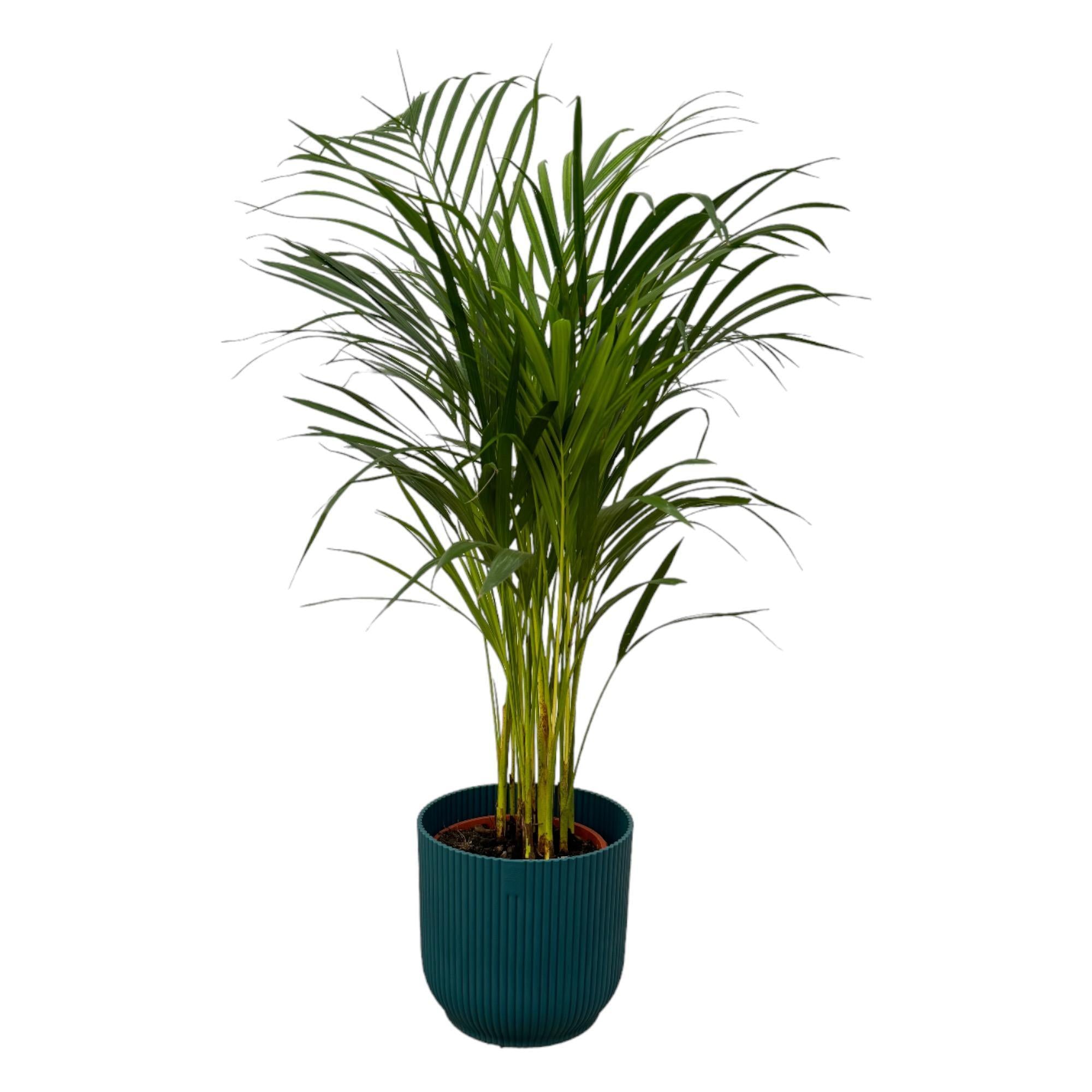 Areca-Palme - ↨85cm - Ø19cm inkl. elho Vibes Fold blau D2- Goldfruchtpalme