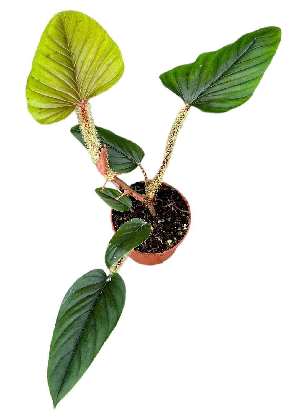 Philodendron Serpens - Ø10,5cm - ↕15cm