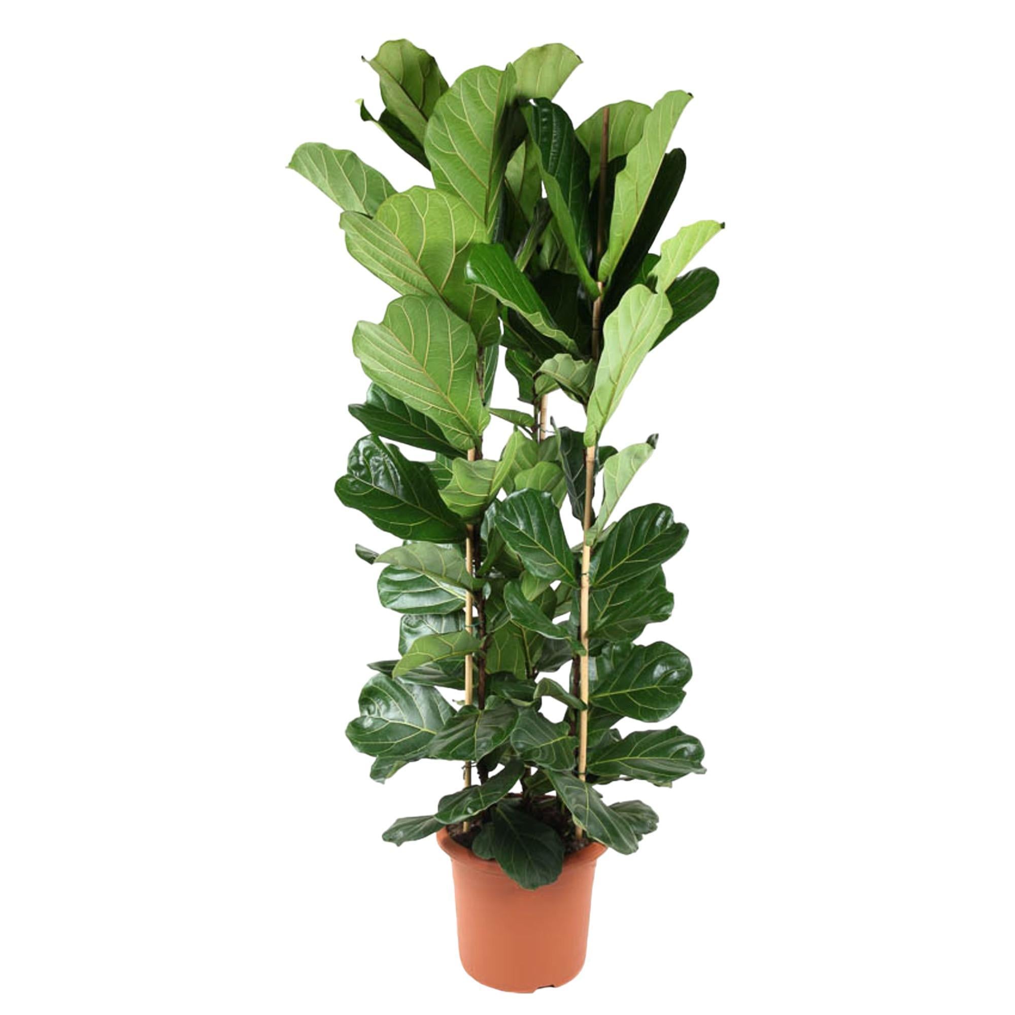 Ficus Lyrata-Strauch – 240 cm – ø40