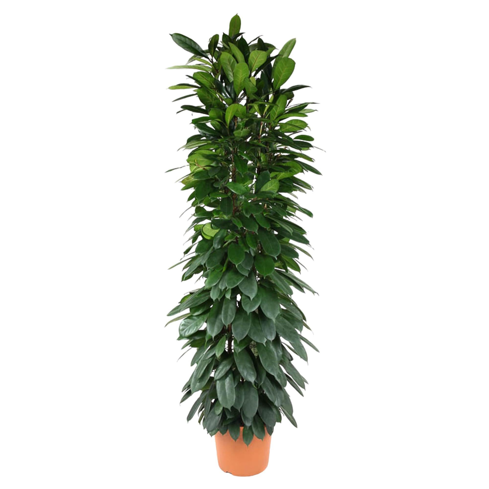 Ficus Cyatistipula-Säule – 200 cm – ø35