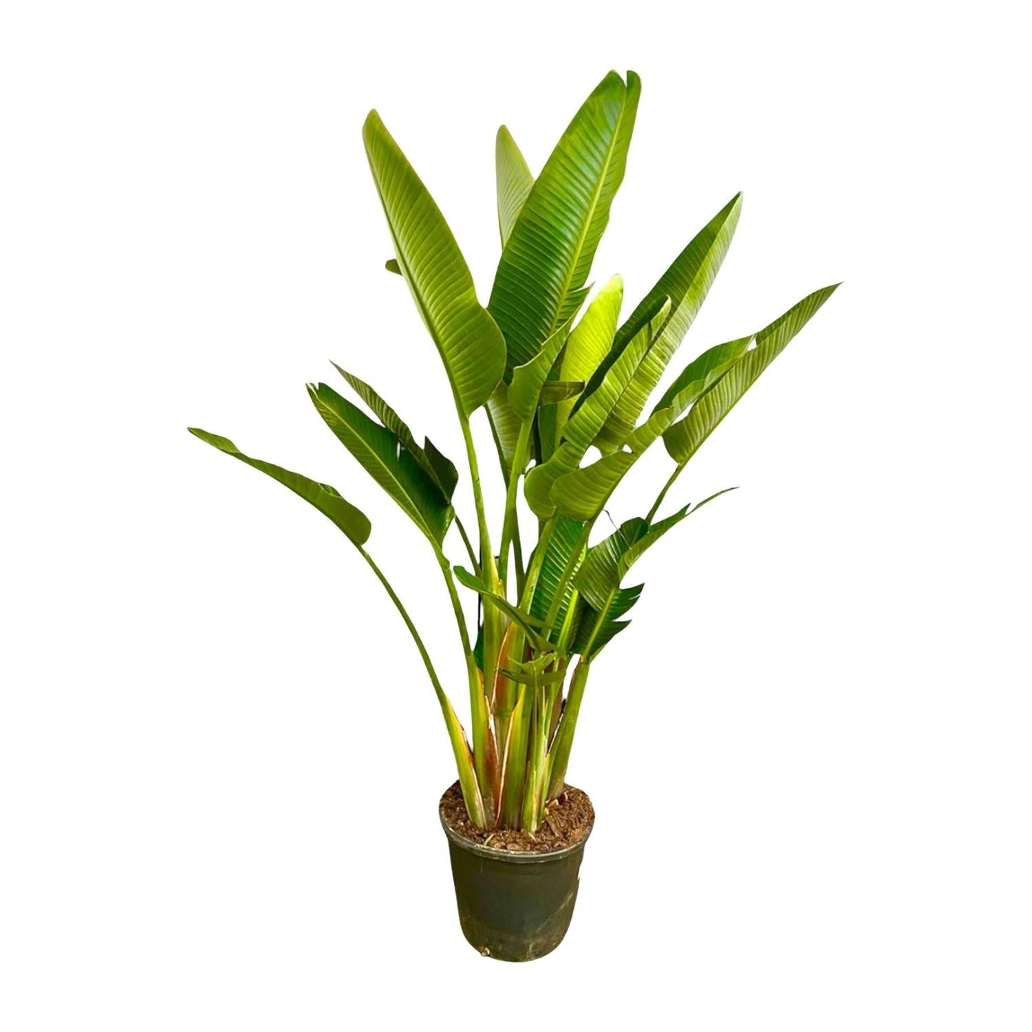 Strelitzia Augusta Mehrstamm XXL - 225 cm - ø40