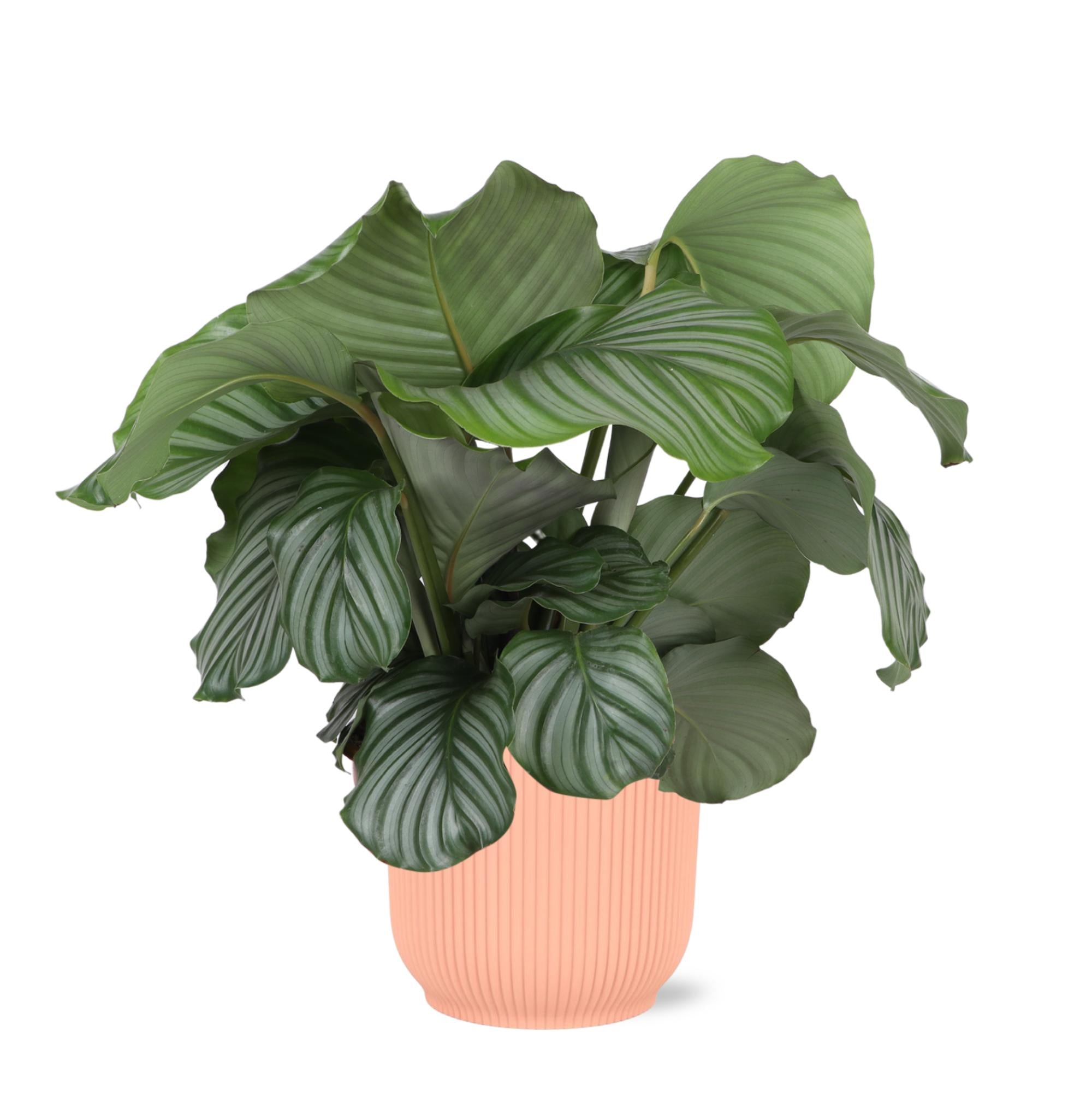 Calathea Orbifolia Ø21cm - ↕70cm im Vibes PINK Topf