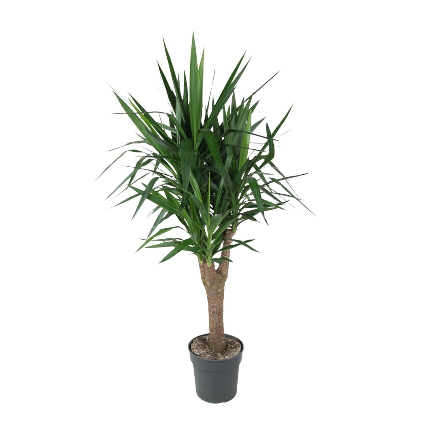 Yucca Elephantipe vertakt - 150 cm - ø31 - Palme