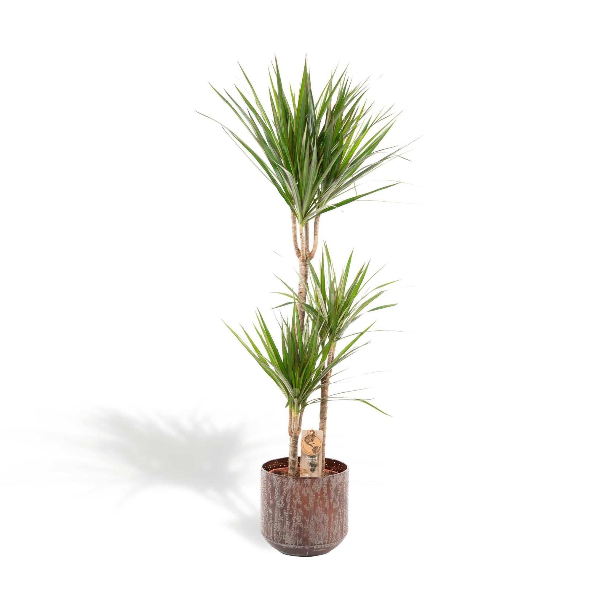 Dracaena mit Topf - ↨120cm - Ø21cm - Drachenbaum