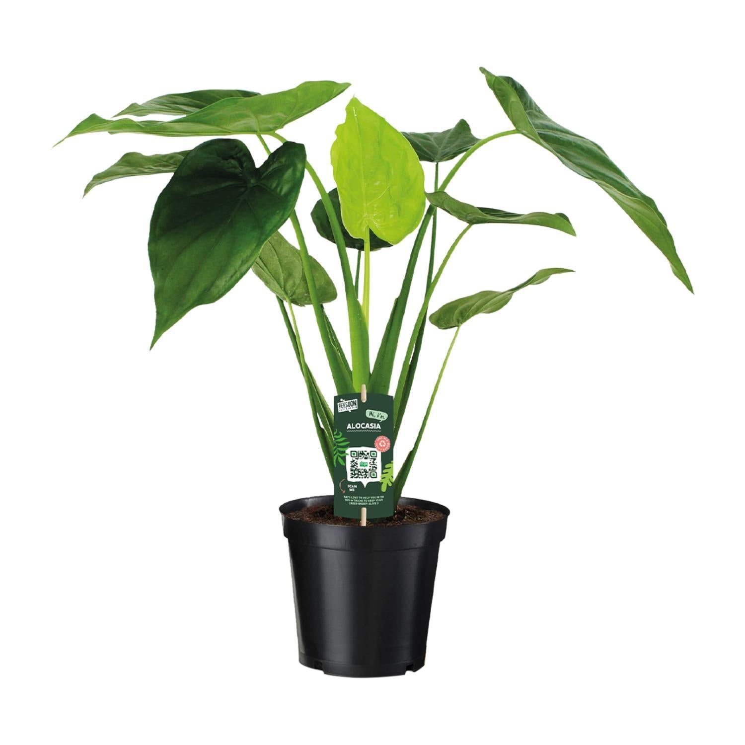 Alocasia cucullata – Elefantenohr – 55 cm – Ø19