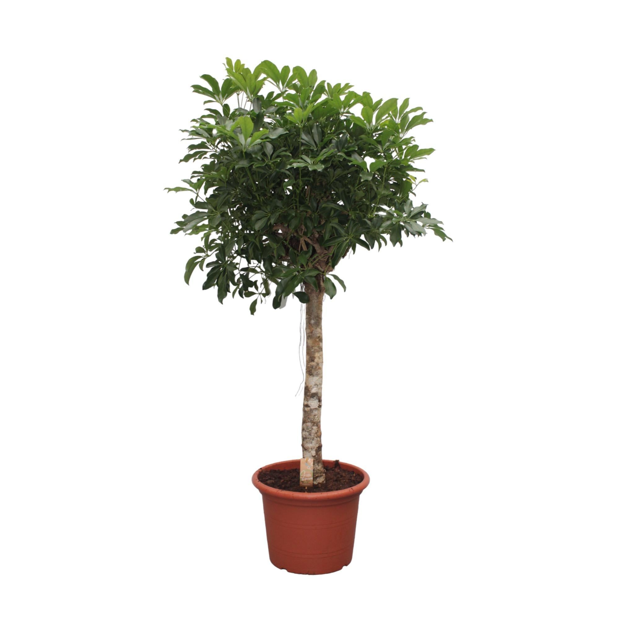 Schefflera Arboricola Compacta Baum – 190 cm – ø45