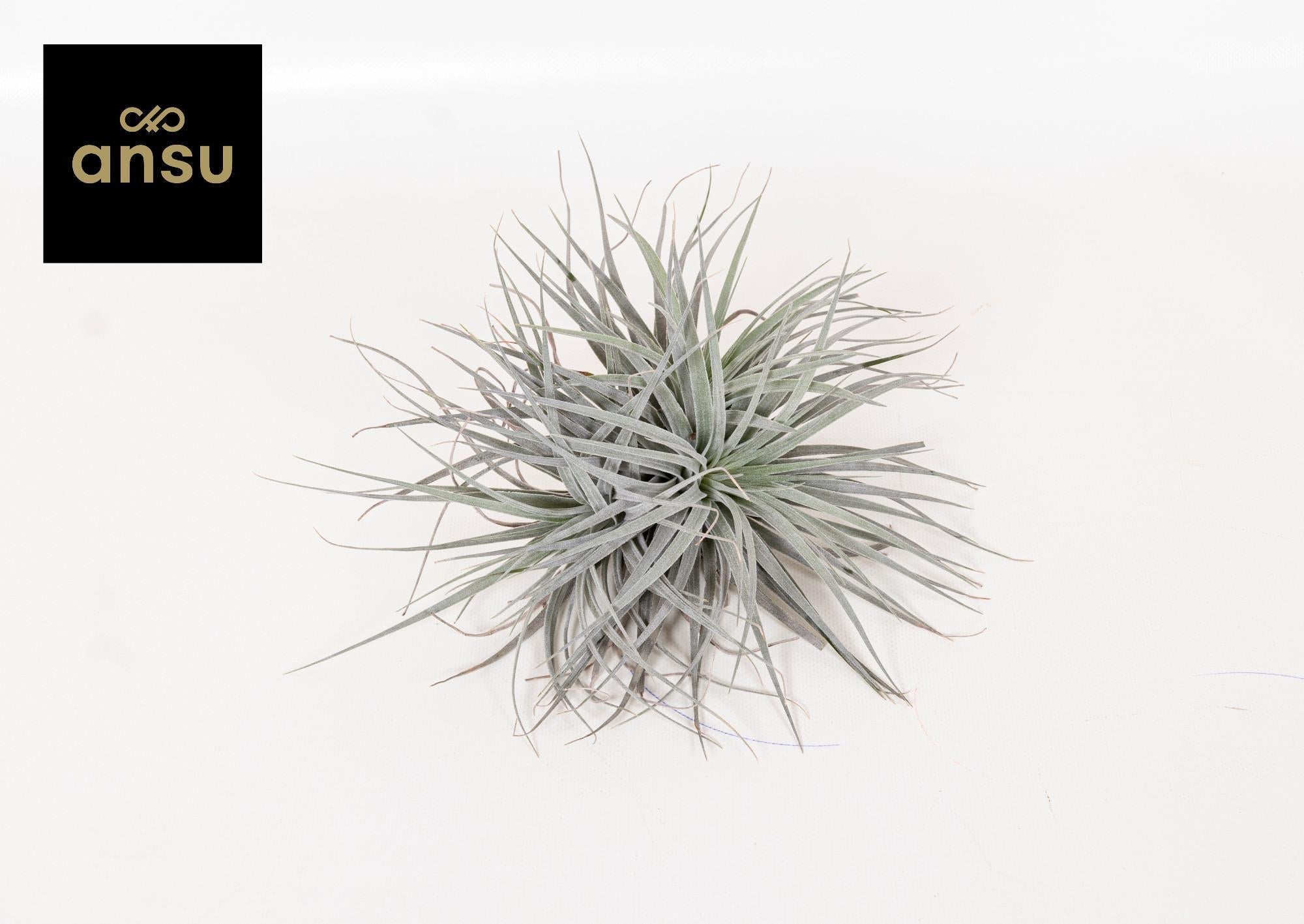 Tillandsia Super Silver XL - Ø20cm - ↕15cm