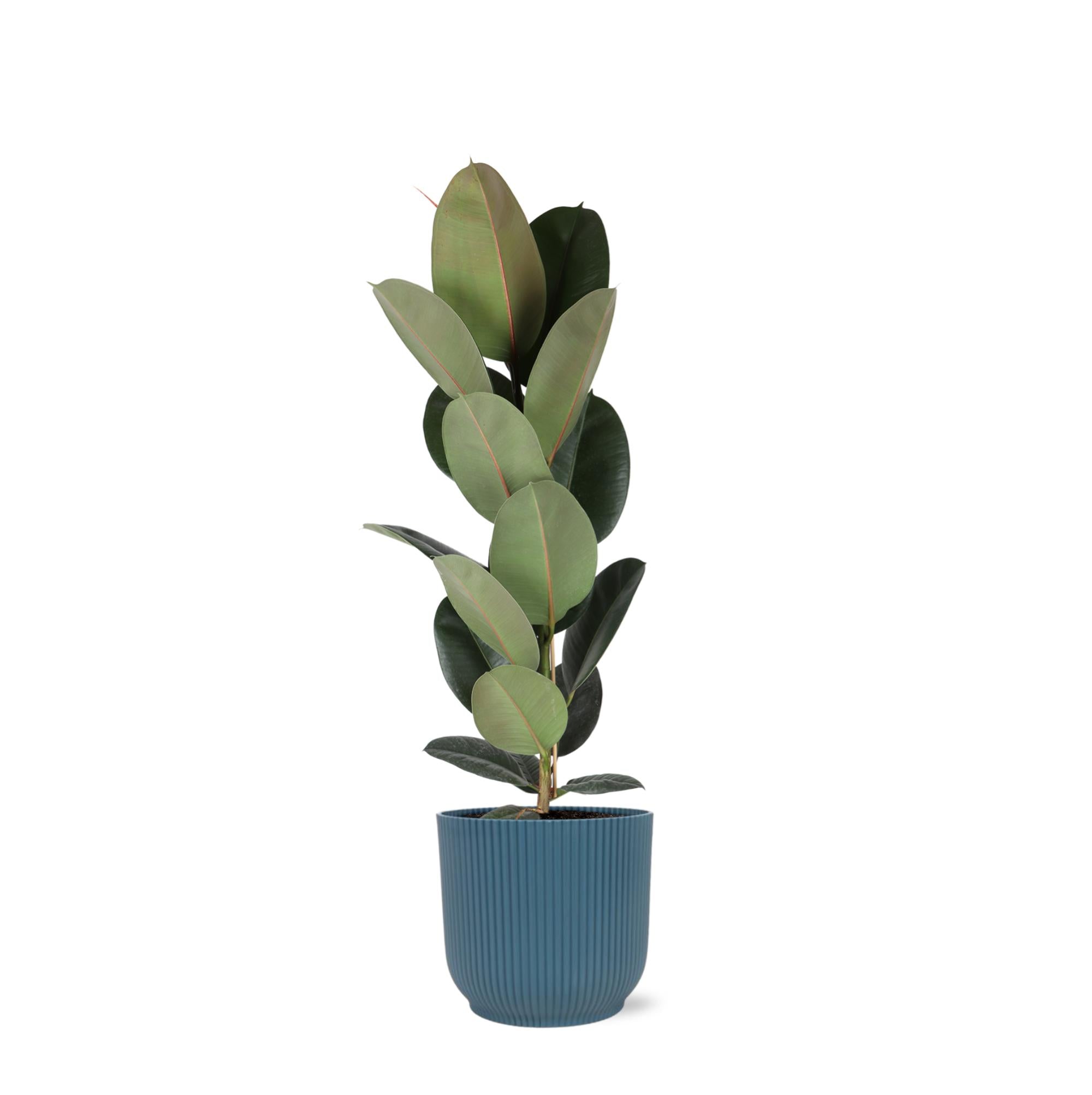 Ficus Elastica Robusta – Ø21cm – ↕90cm im blauen Vibes-Topf