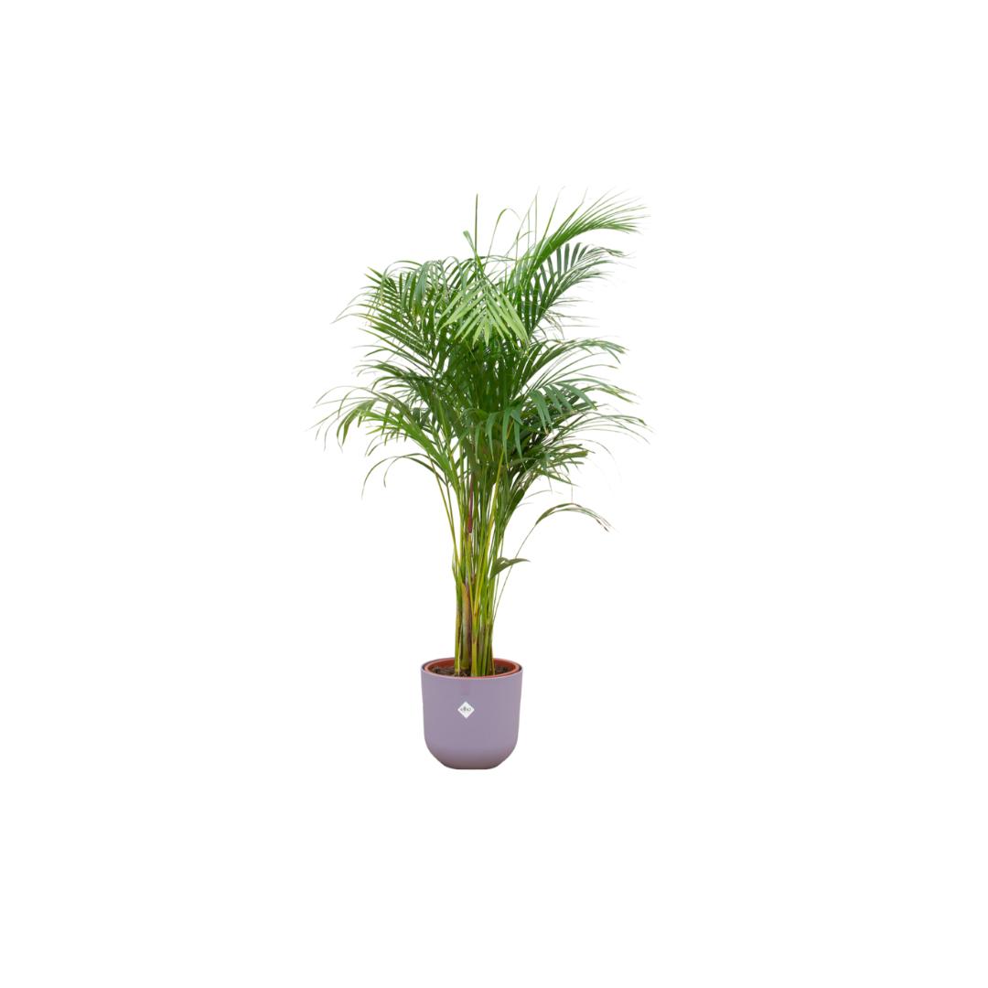 Kombi-Angebot - Areca-Palme (Zimmerpflanze) inklusive elho Jazz Round - Goldfruchtpalme