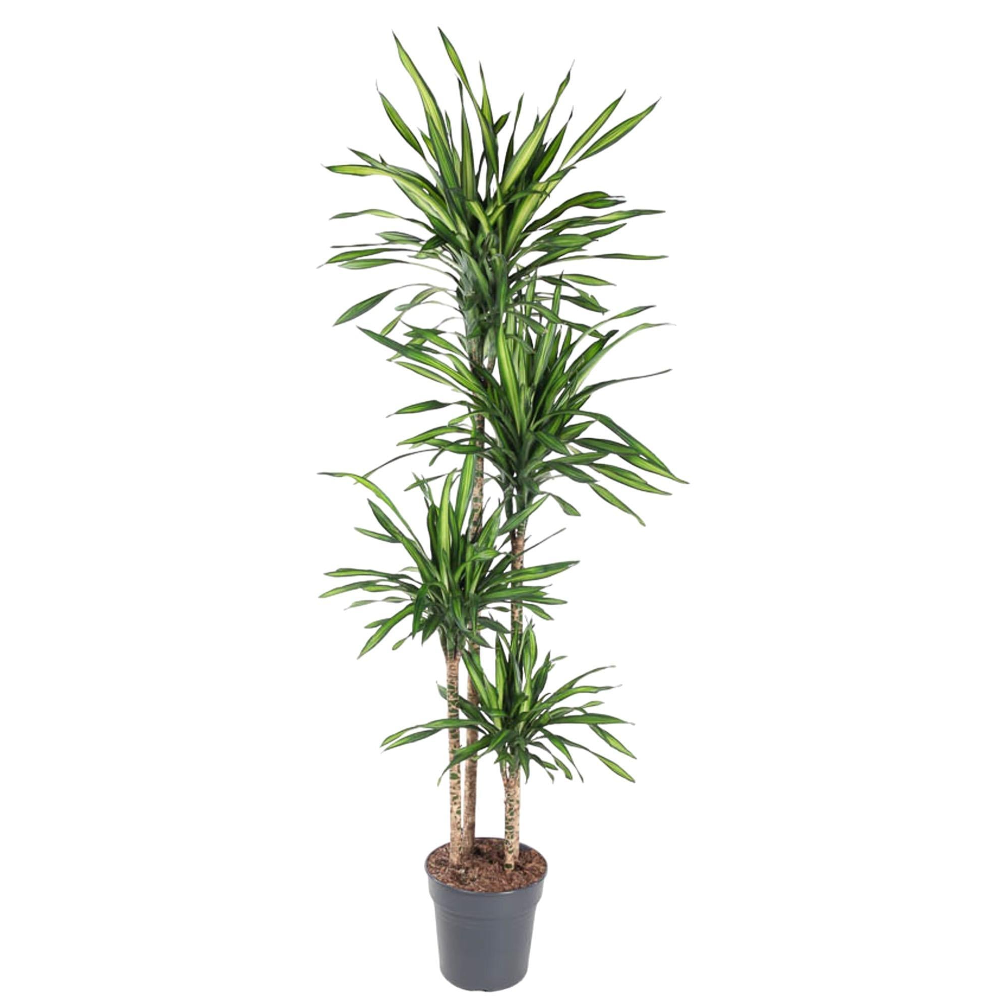 Dracaena Riki – 180 cm – ø27