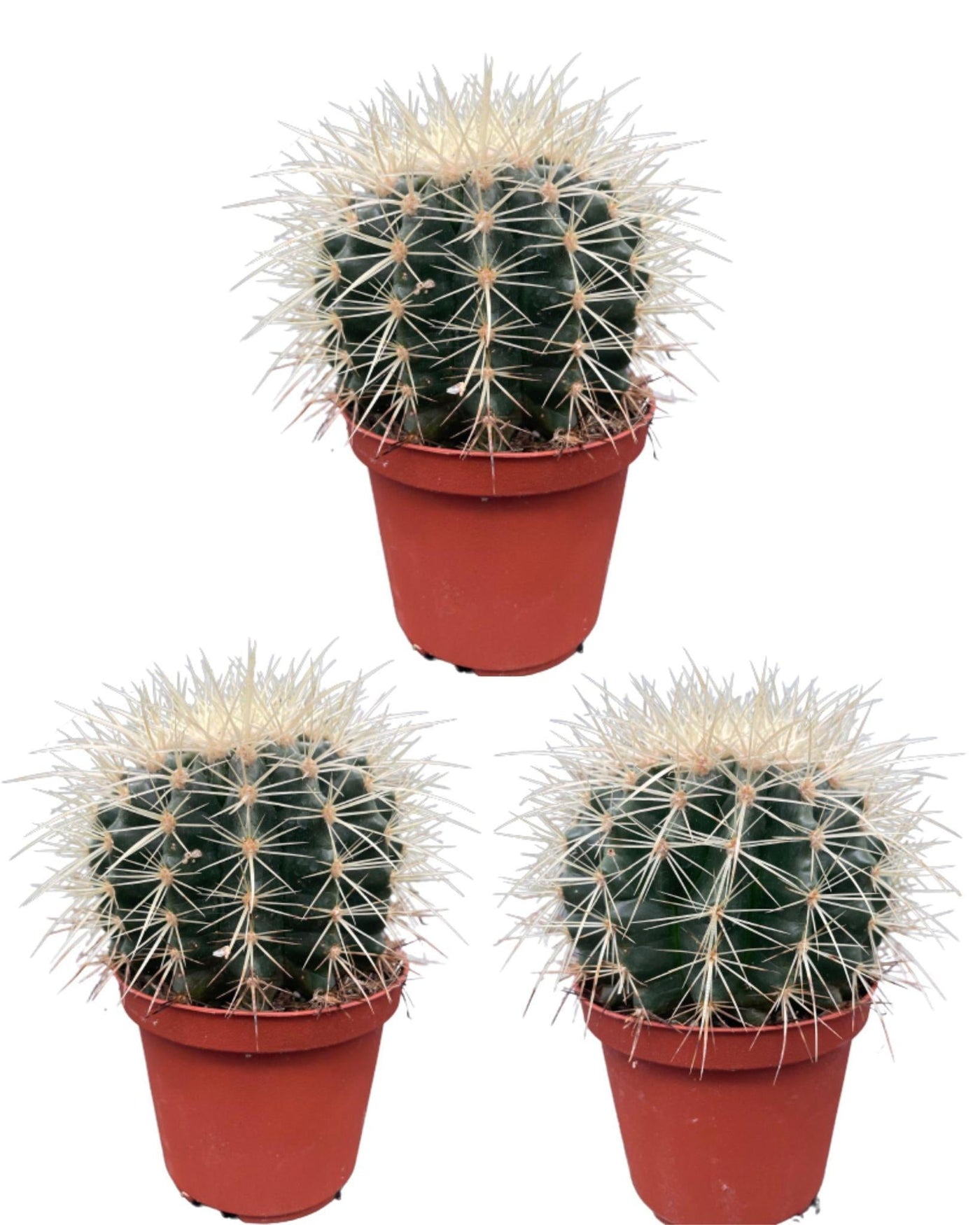 Kaktus - Echiocactus Grusonii - Normal - Ø10,5 cm - 3x - ↕13 - 17 cm