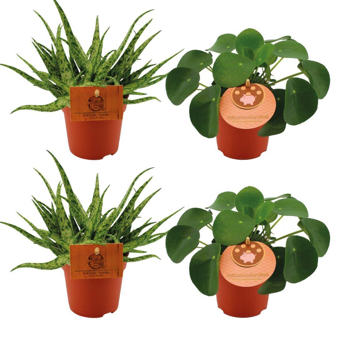 2x Aloe Spider + 2x Pilea Peperomoides - 4 Stück - Ø10,5cm - ↕10cm