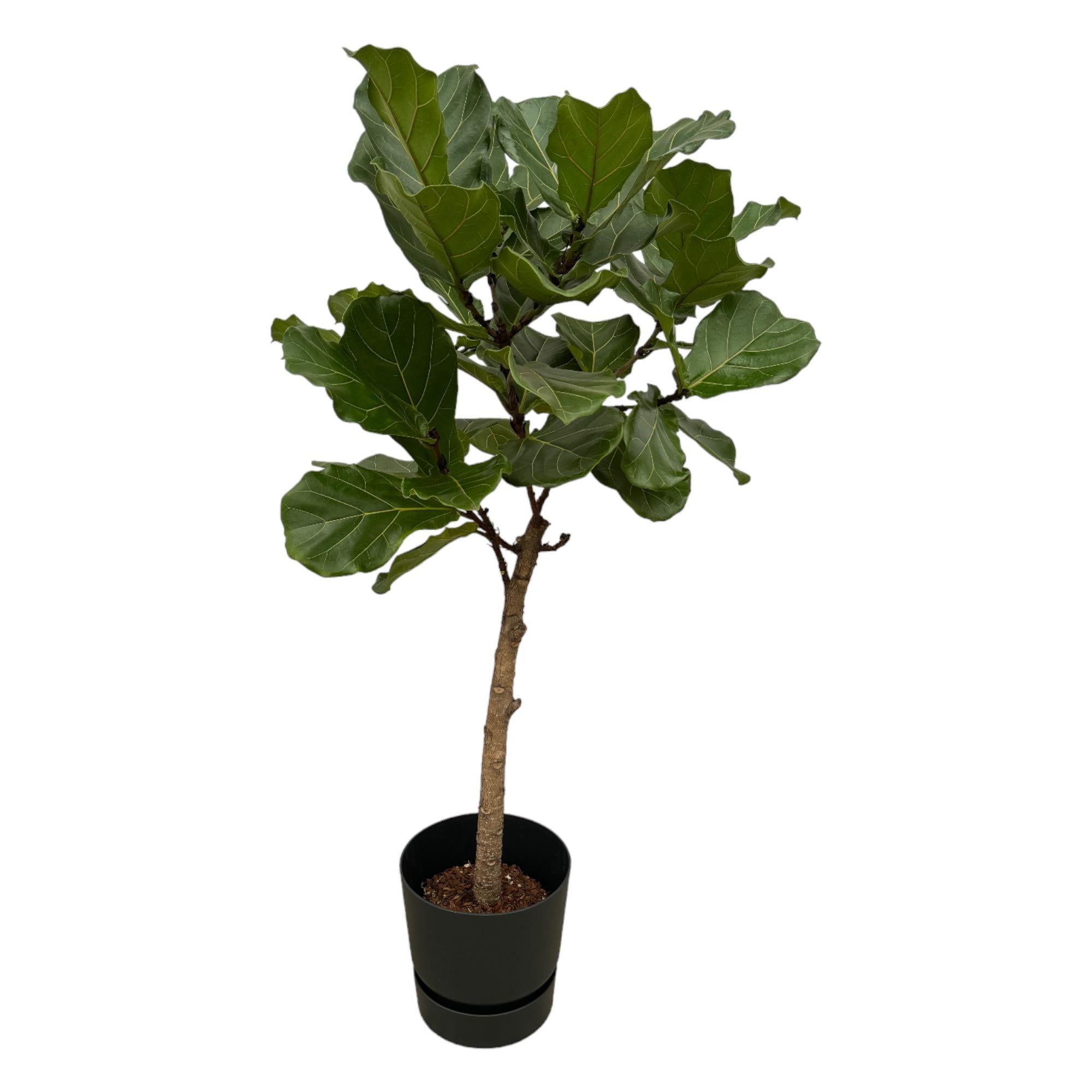 Ficus Lyrata-Stamm inklusive elho Greenville Rund schwarz – 160 cm – Ø30