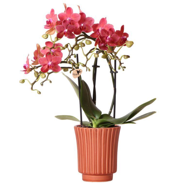 Kolibri-Orchideen | Rote Phalaenopsis-Orchidee – Kongo + Retro Dekotop