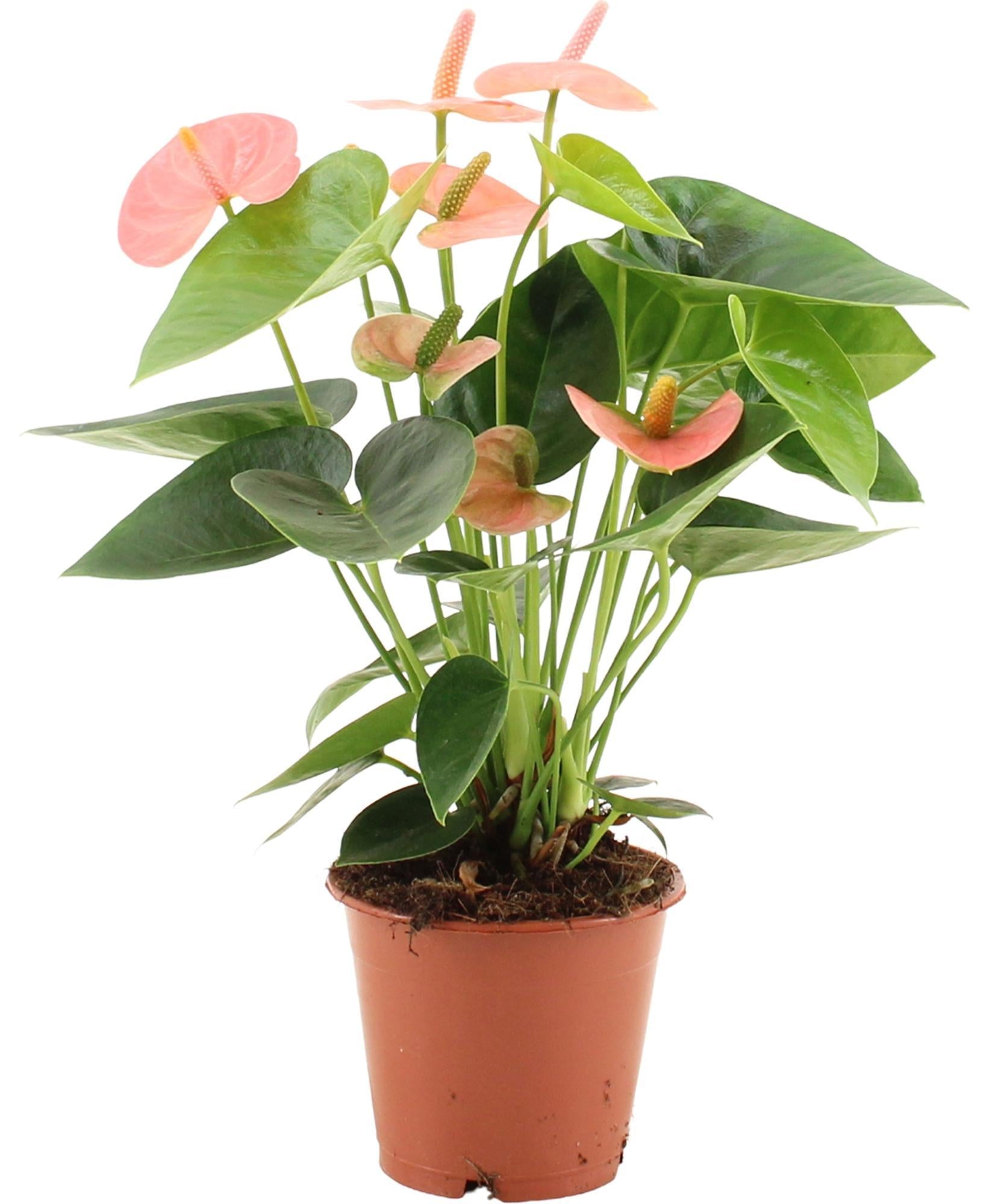 Anthurium-Geist in transparenter Hülle