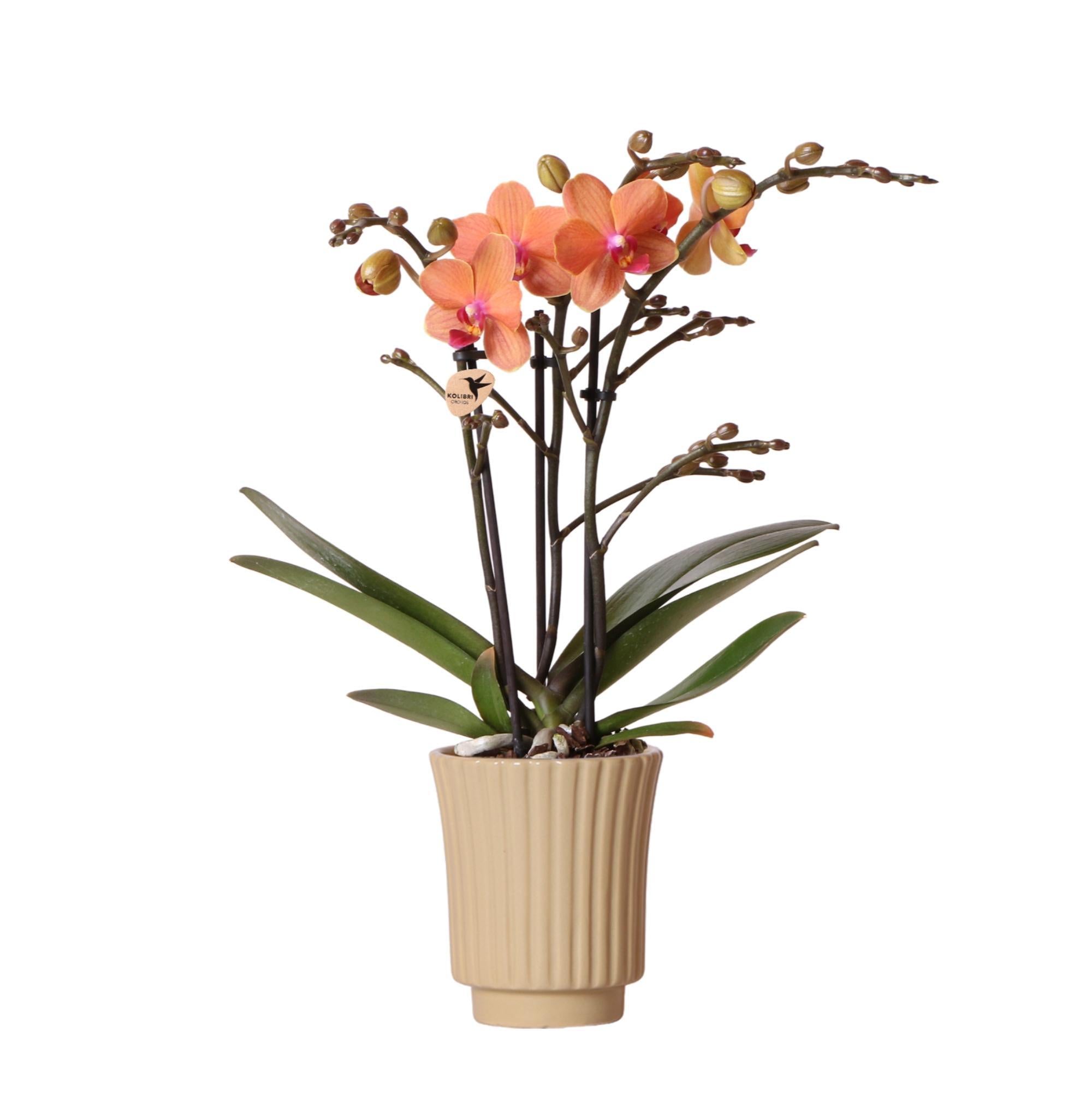 Kolibri-Orchideen | Orangefarbene Phalaenopsis-Orchidee - Mineral Bolz