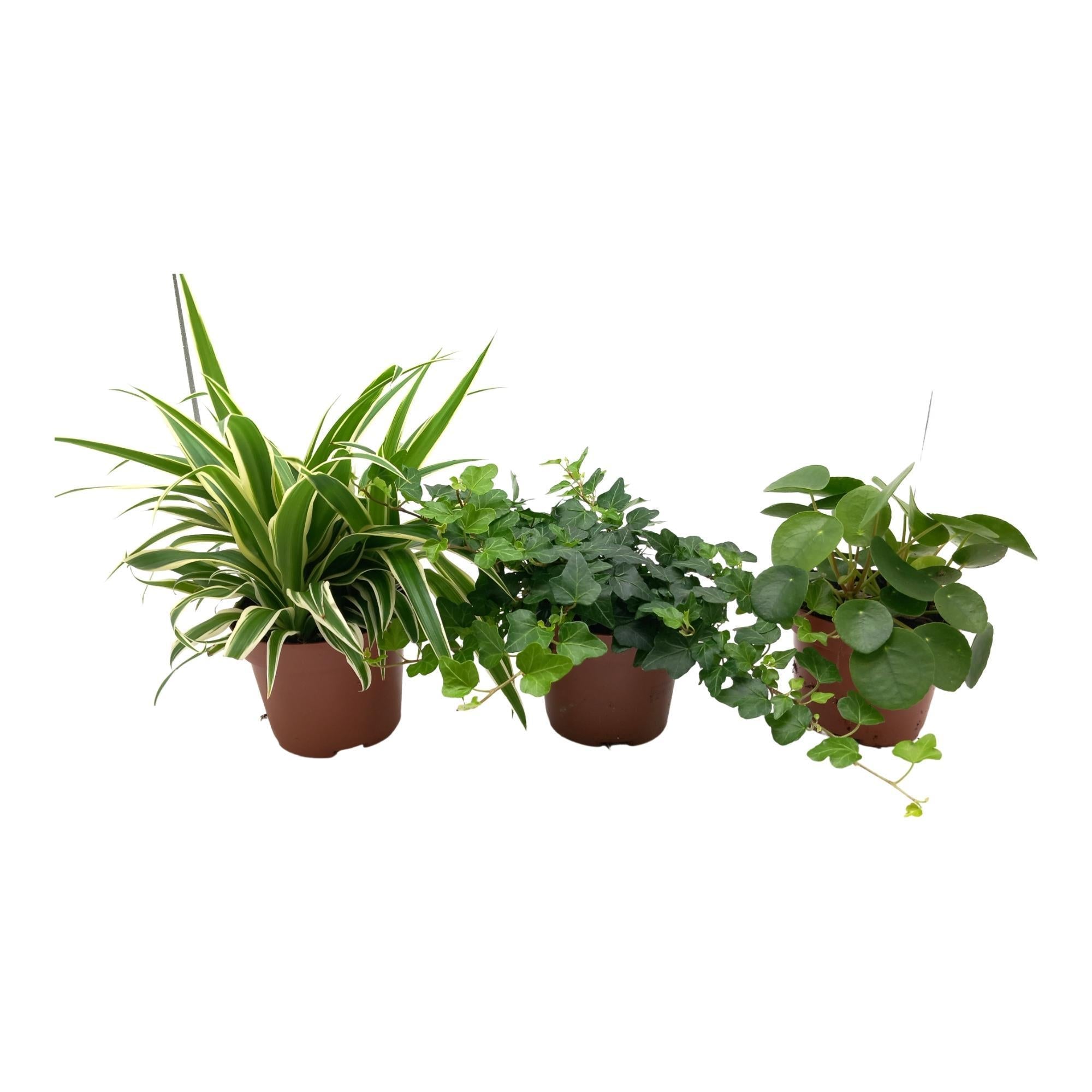 Grüne Mischung Chlorophytum, Hedera, Pilea - 3 Stück - Ø13cm - ↕35cm