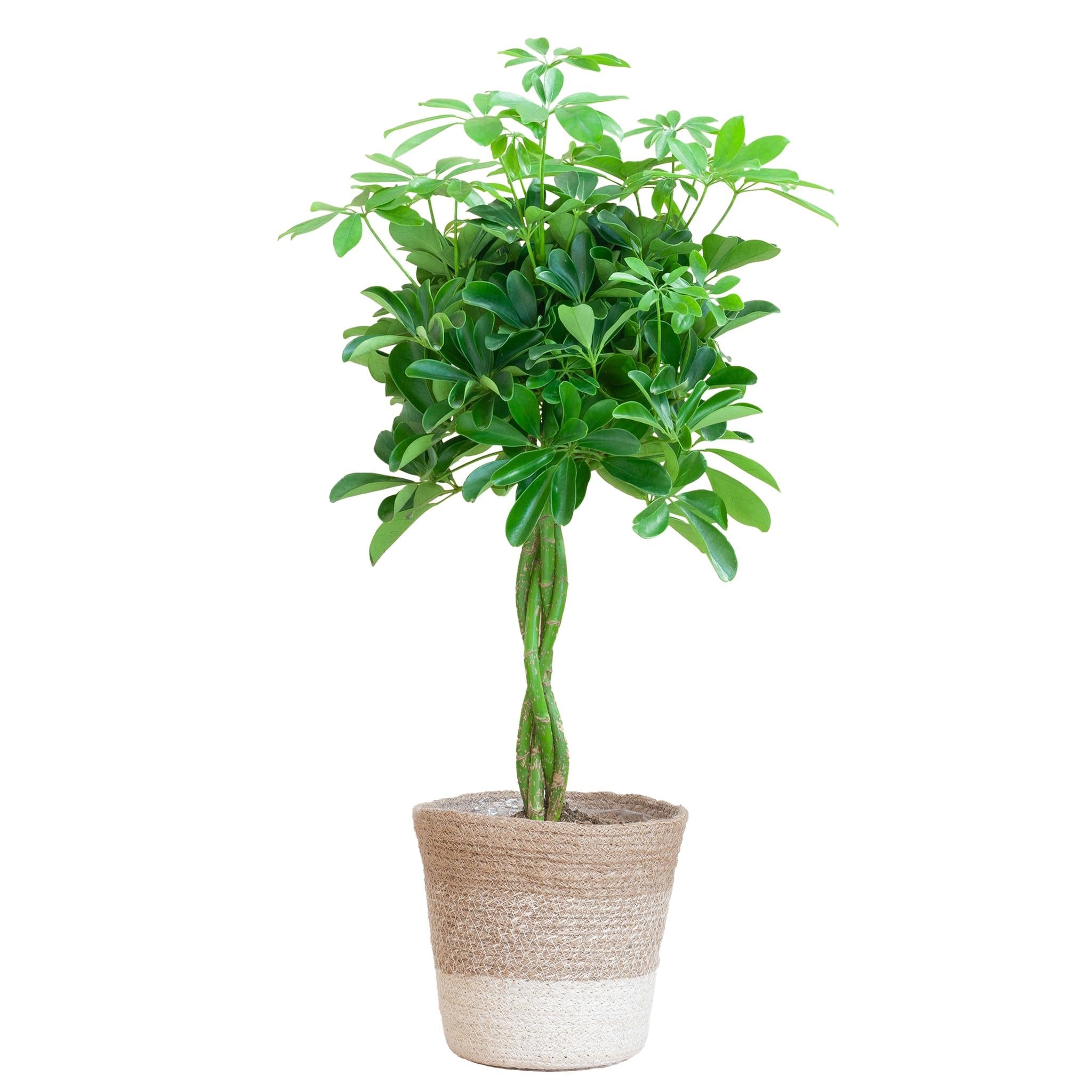 Schefflera Arab Nora mit Pflanzkorb Lissabon weiß - 80cm - Ø19