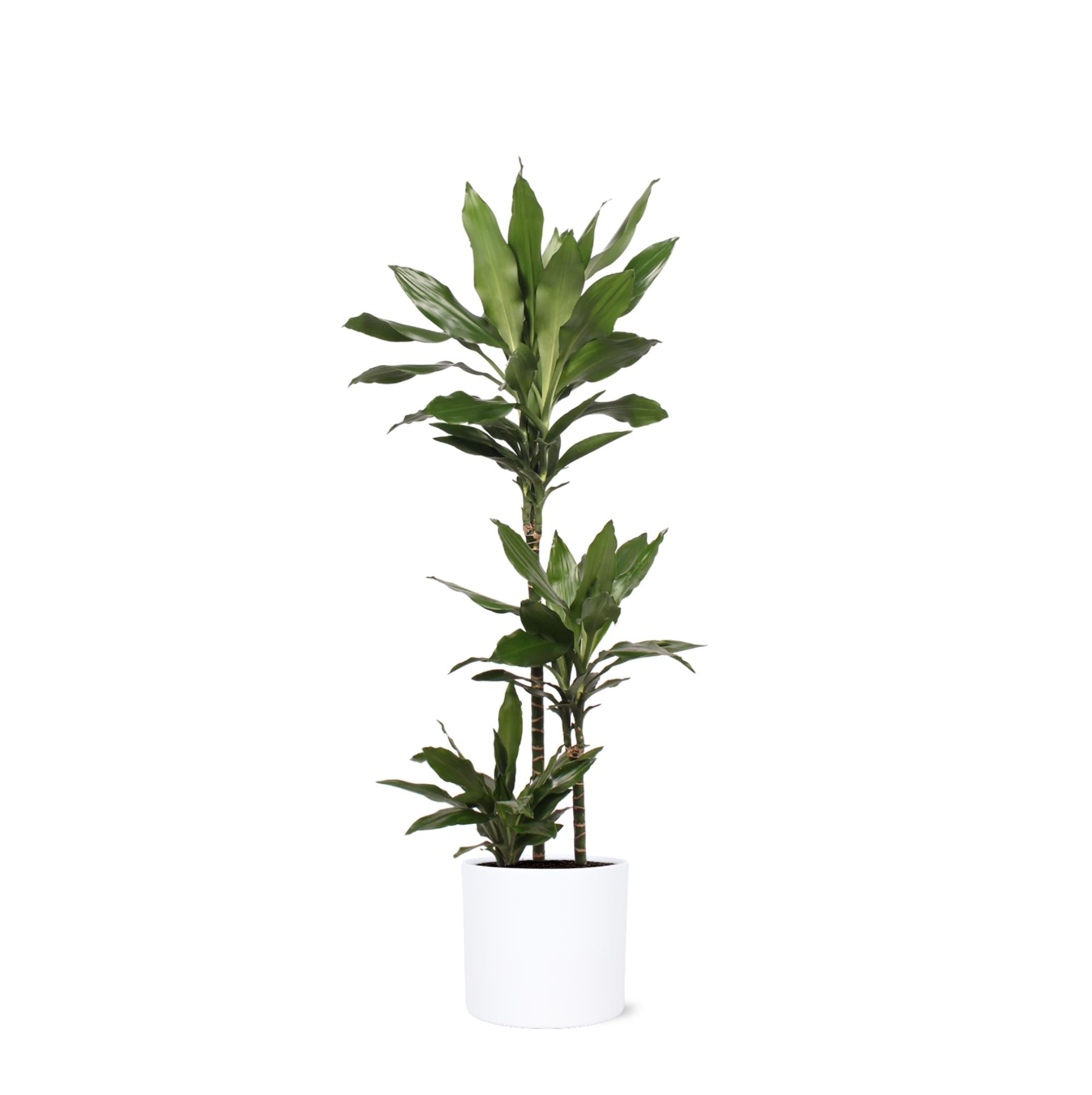 Dracaena Janet Lind Ø24cm ↕120cm im Era WHITE Topf