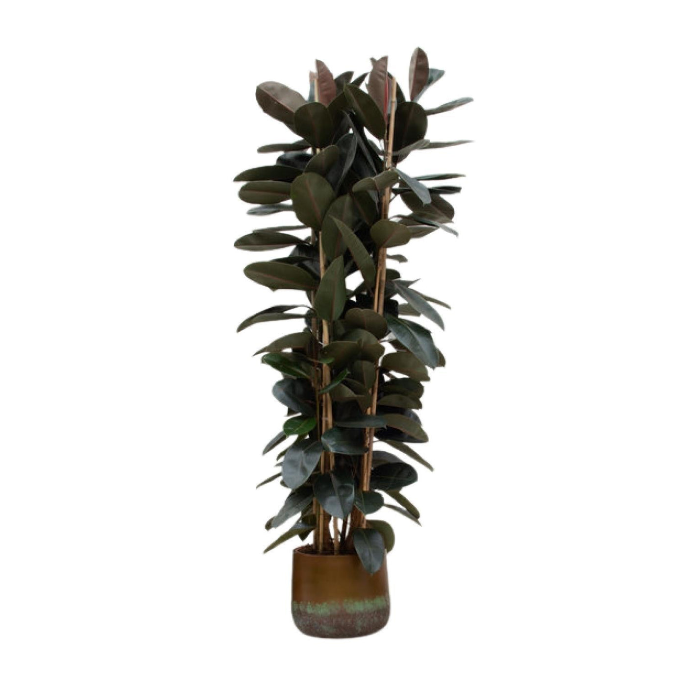 Ficus Elastica Abidjan-Strauch – 225 cm – ø40