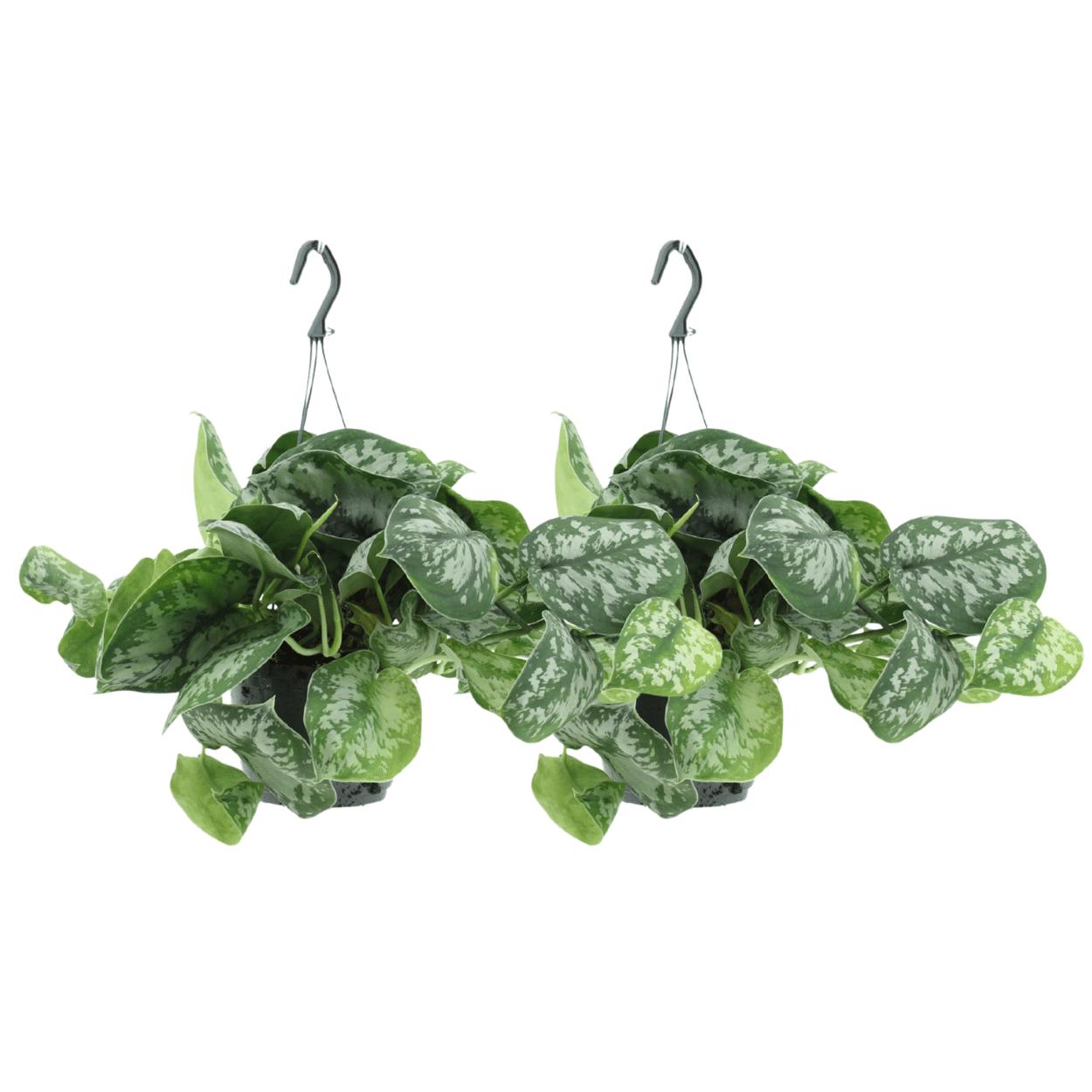 Scindapsus Pictus Trebie (Epipremnum) – 2 Stück – Ø15 cm – ↕25 cm