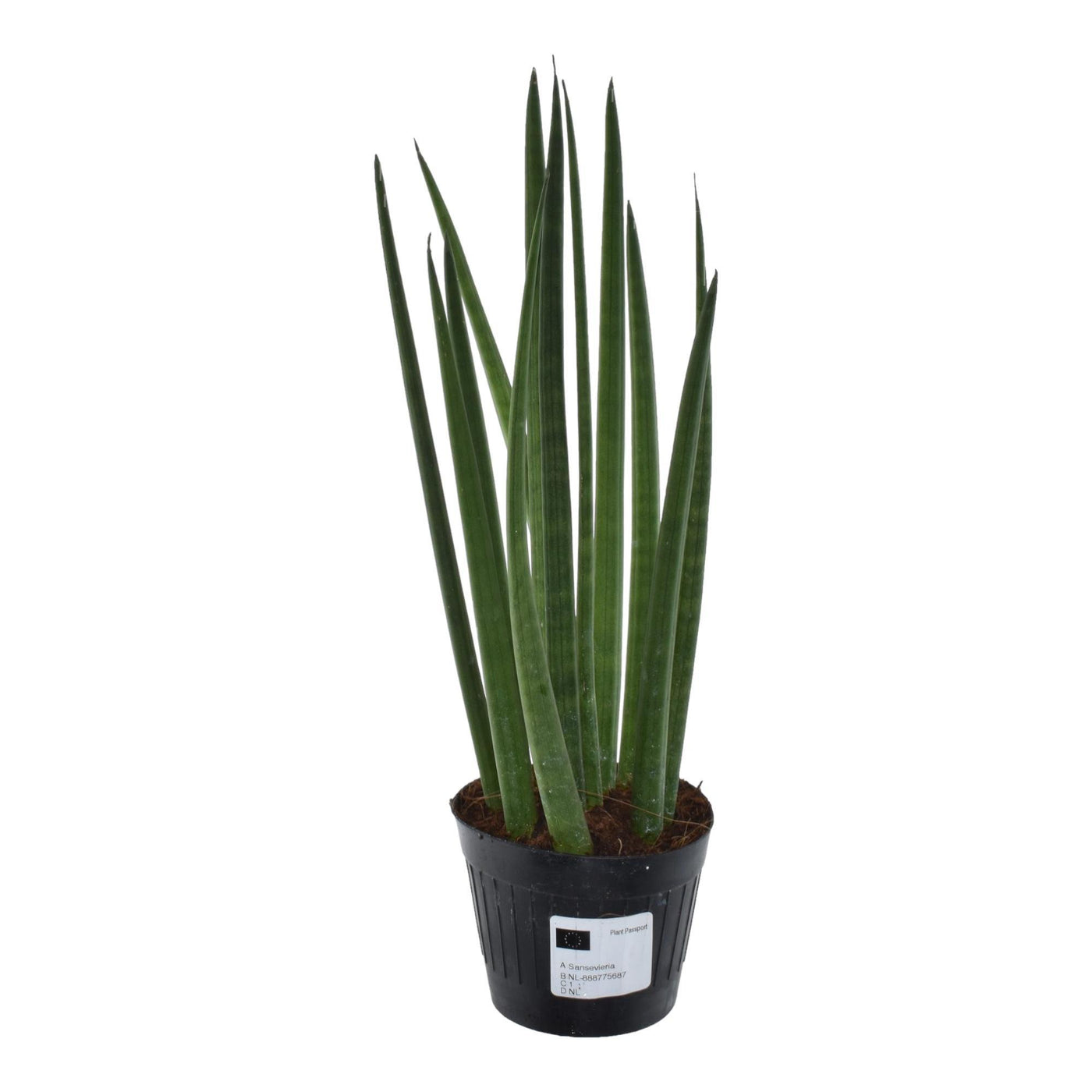 Sansevieria cylindrica 'Bacularis' / Mikado - 38 cm - ø10,5 - Bogenhanf