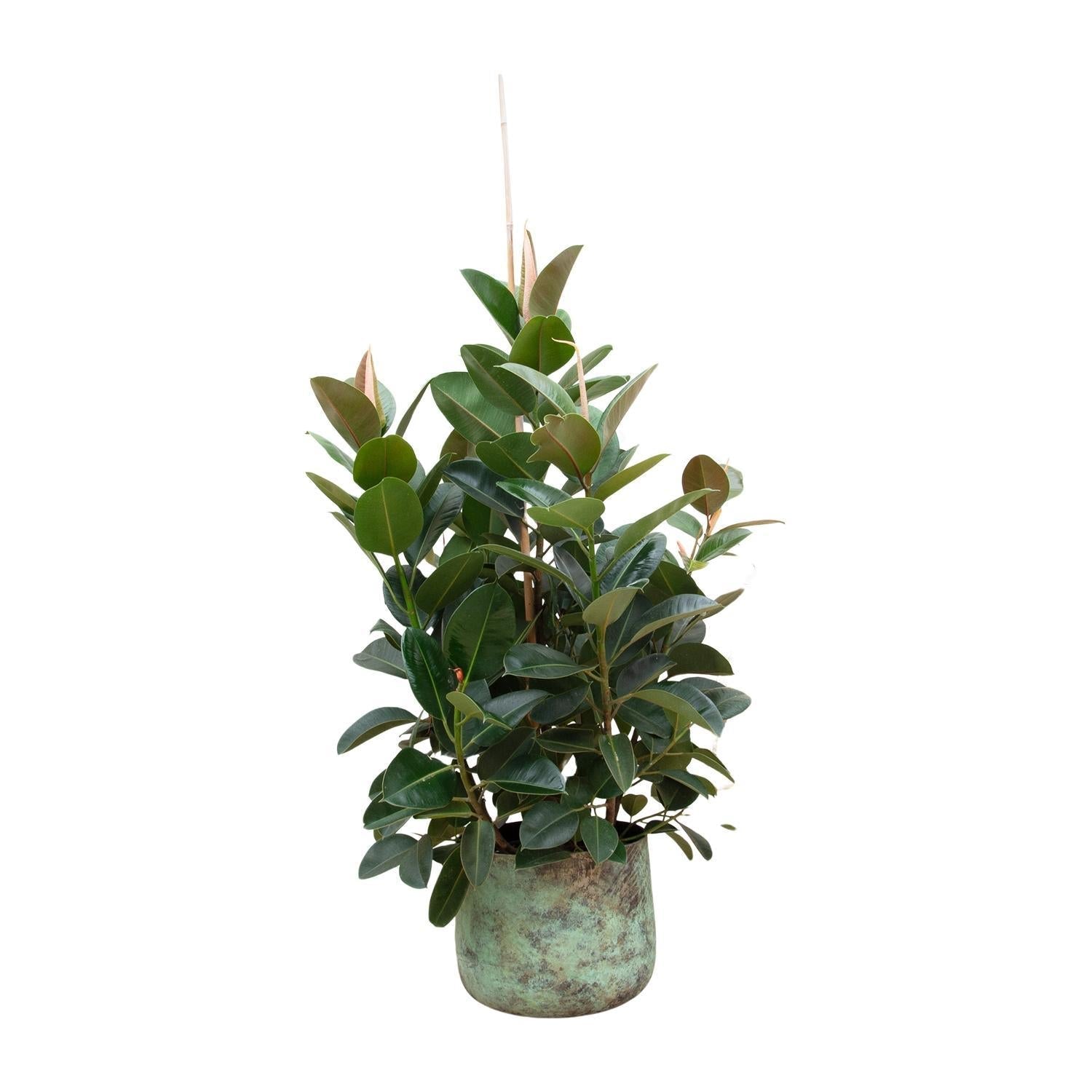 Ficus Robusta verzweigt – 150 cm – ø38