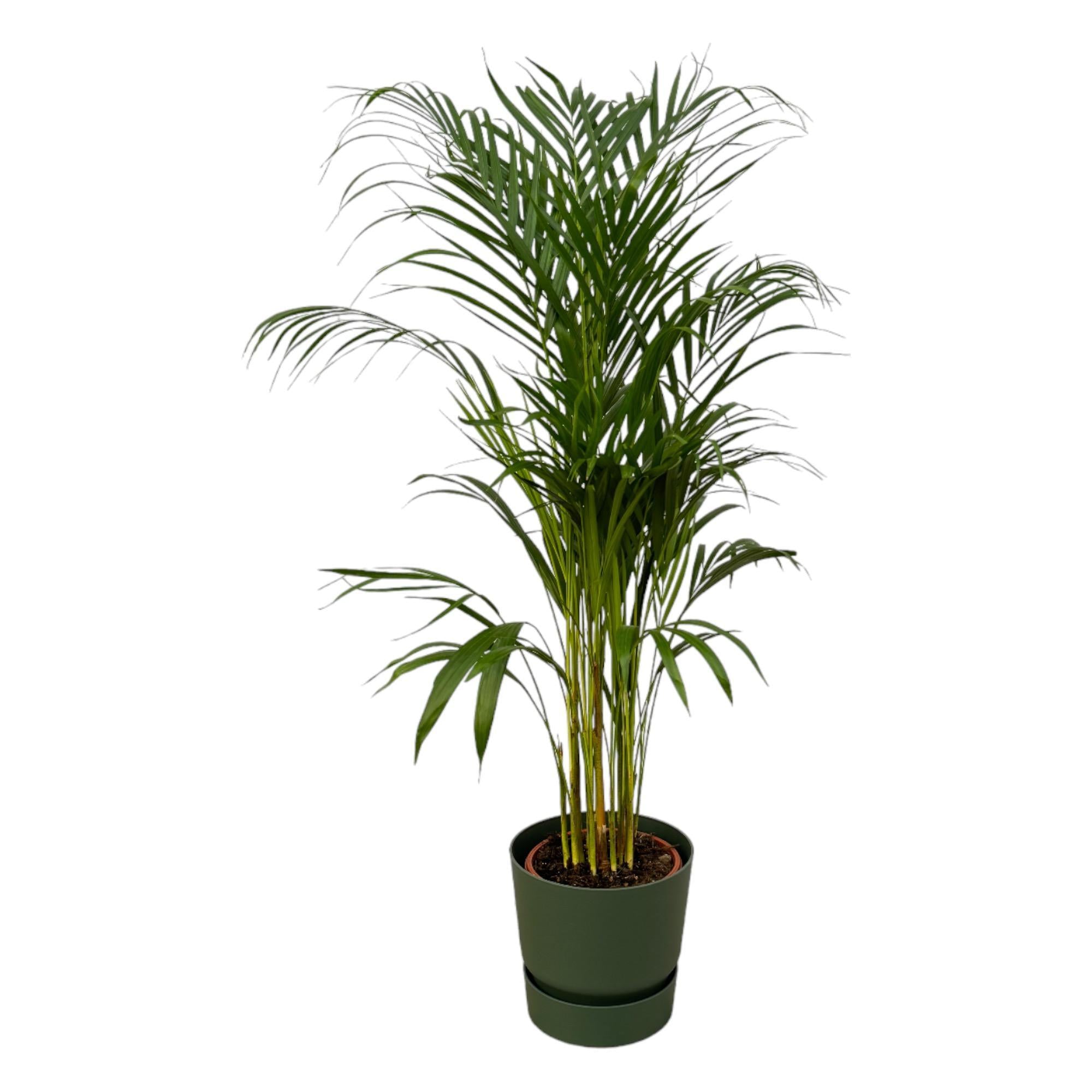 Areca-Palme - ↨110cm - Ø21cm inkl. Elho Greenville Grün D2 - Goldfruchtpalme