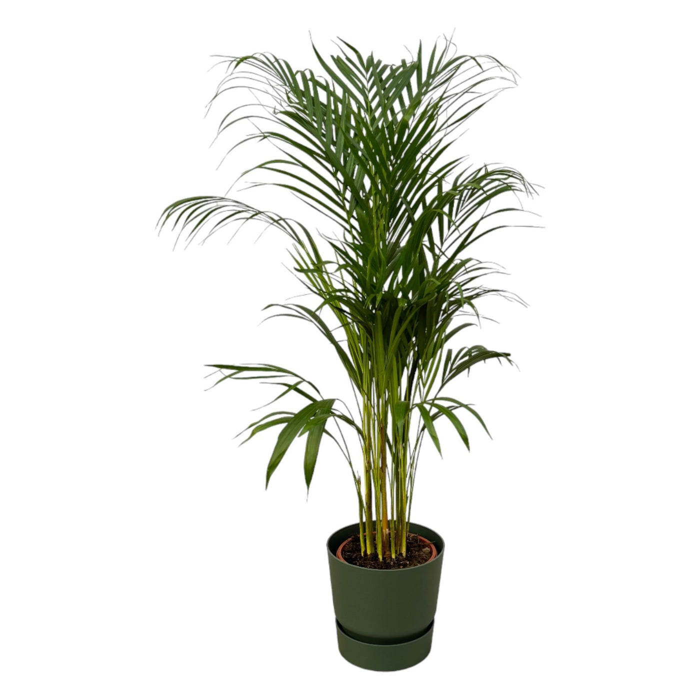 Areca-Palme - ↨110cm - Ø21cm inkl. Elho Greenville Rindfleisch Grün D2 - Goldfruchtpalme