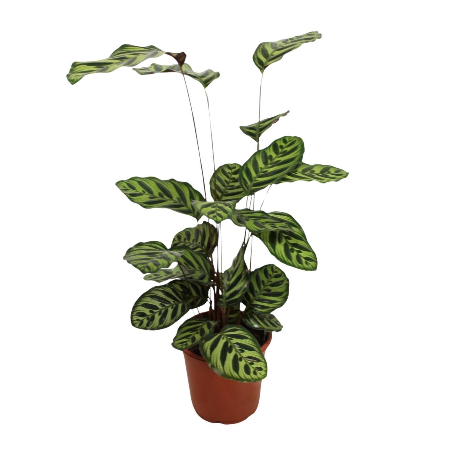 Calathea Makoyana - Ø21cm - ↕55cm