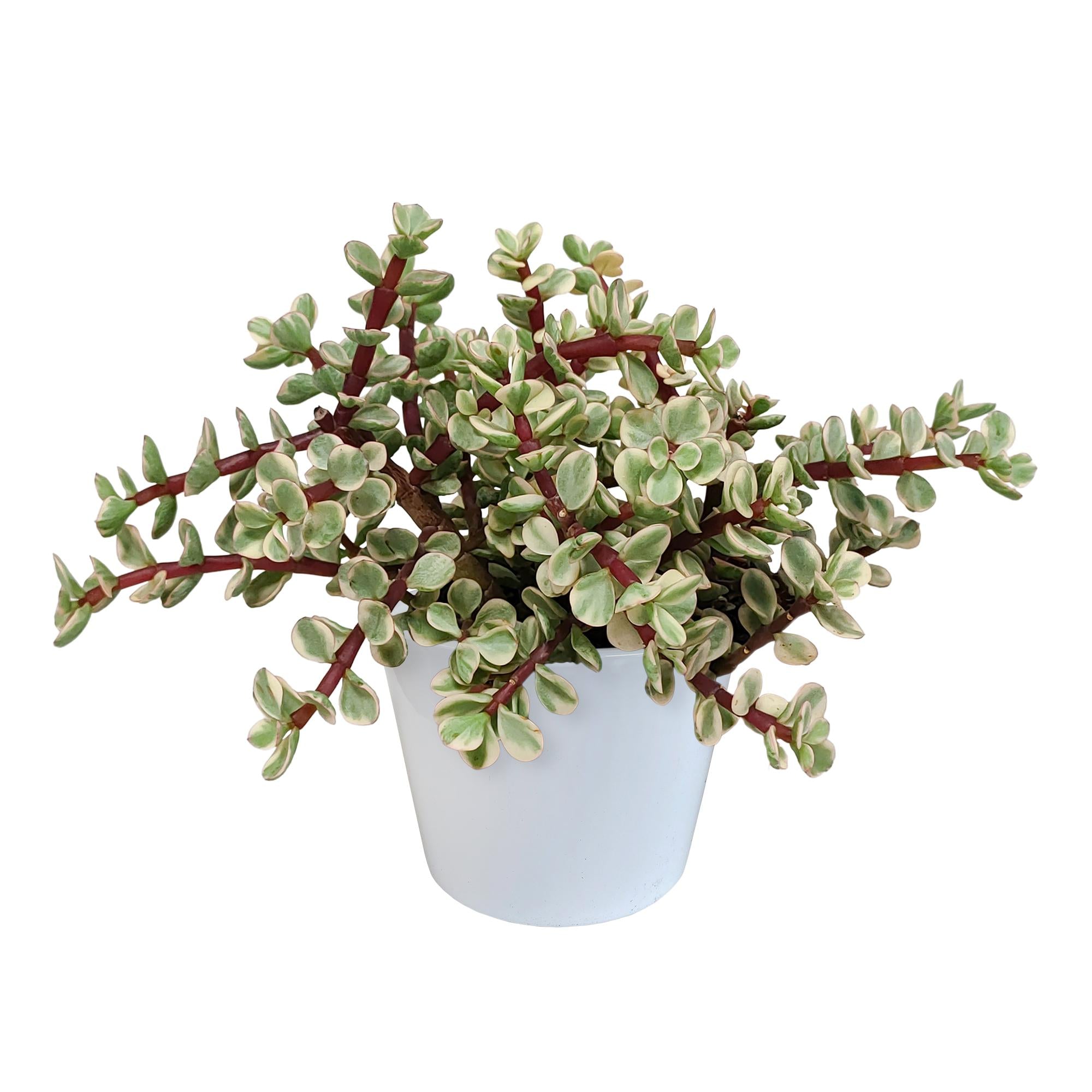 Portulacaria afra Variegata 10,5 cm – im weißen Topf