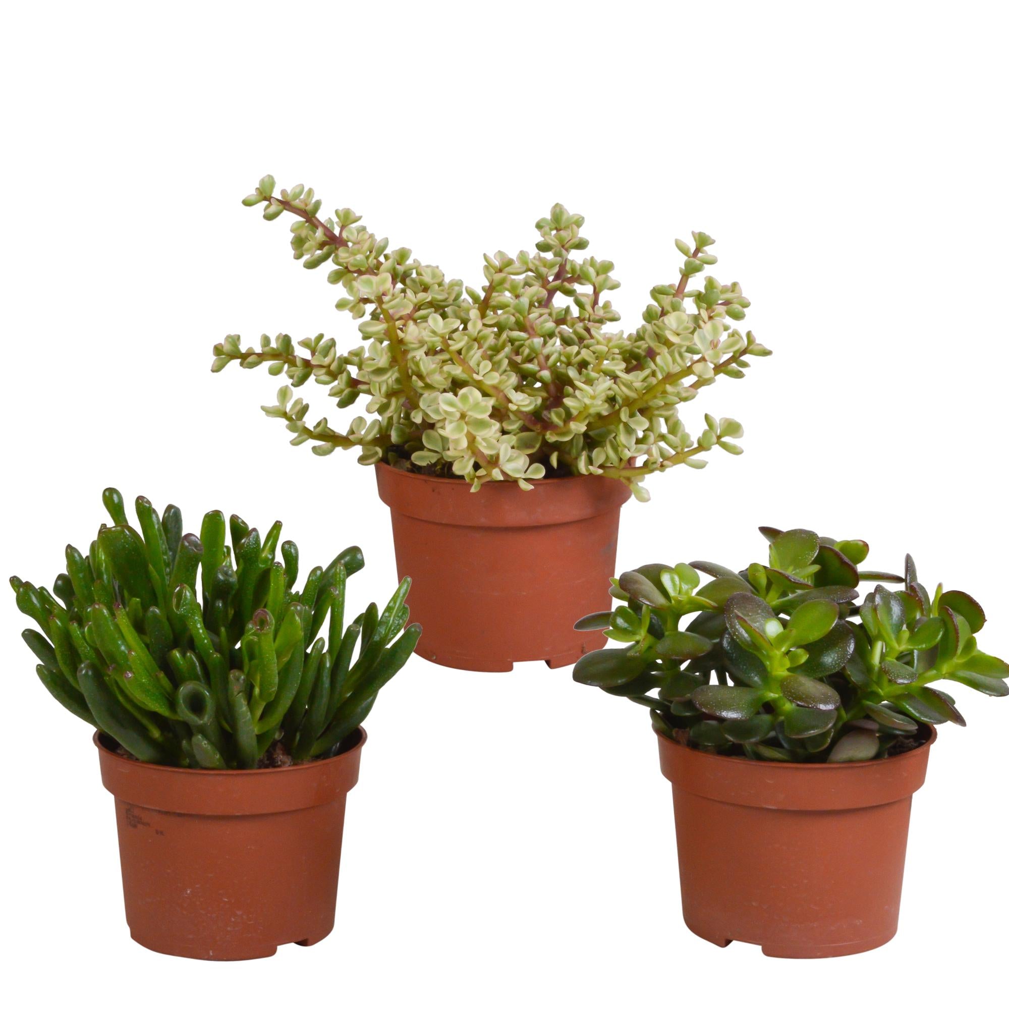 Crassula-Mischung 10,5 cm - 3x - ohne Topf