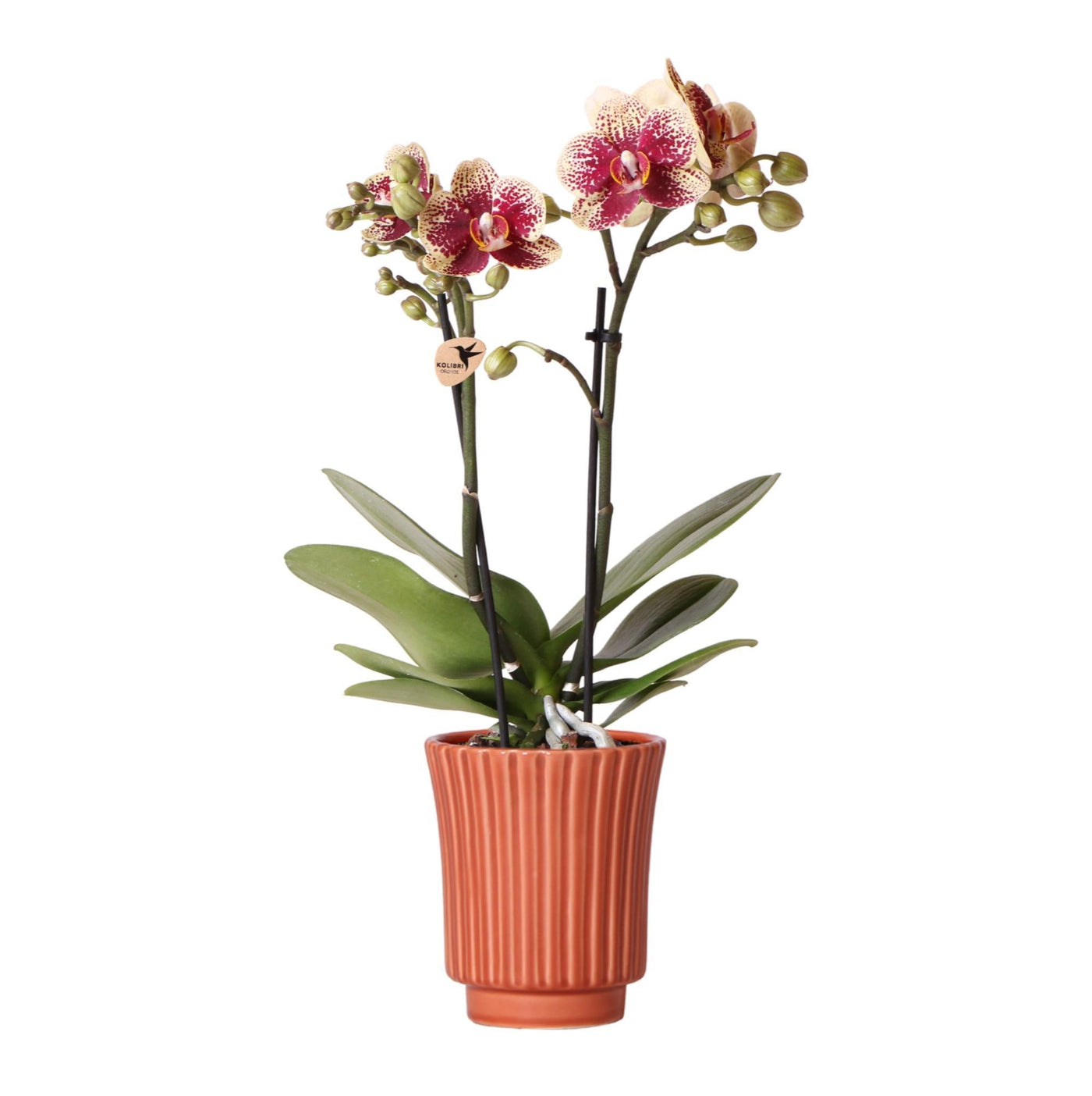 Kolibri-Orchideen | Gelbe rote Phalaenopsis-Orchidee - Spanien im Retr