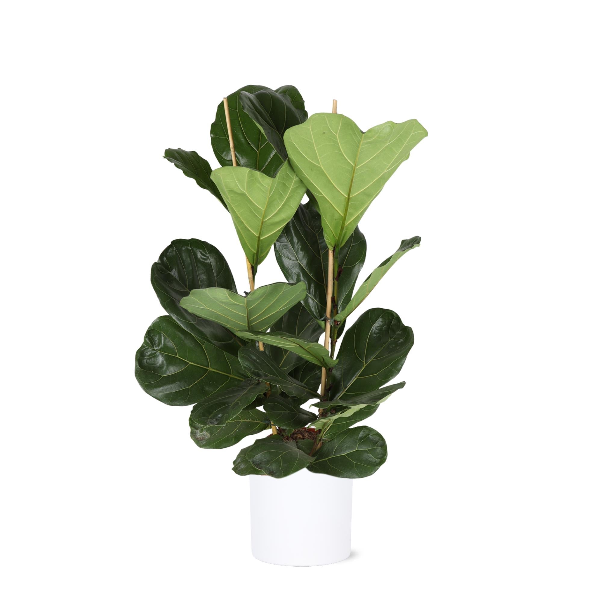 Ficus Lyrata – Ø24 cm – ↕120 cm im Era WHITE-Topf