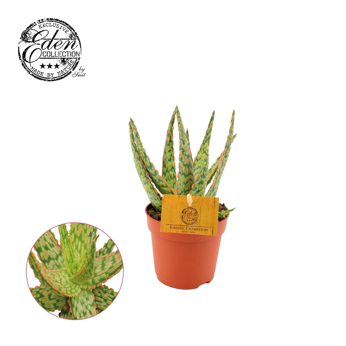 Aloe-Hybrid 10,5 cm – Ø10,5 cm – ↕15 cm