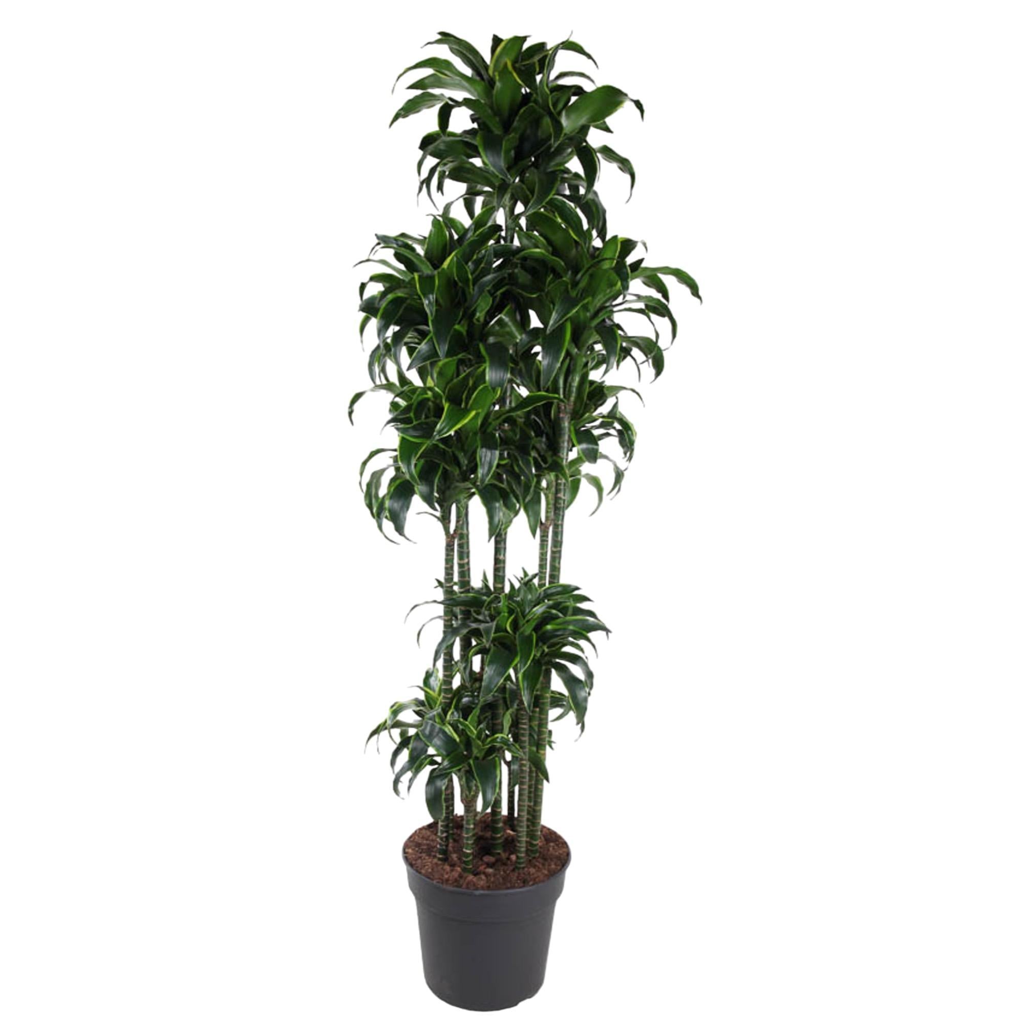 Dracaena Dorado Karussell - 200 cm - ø40