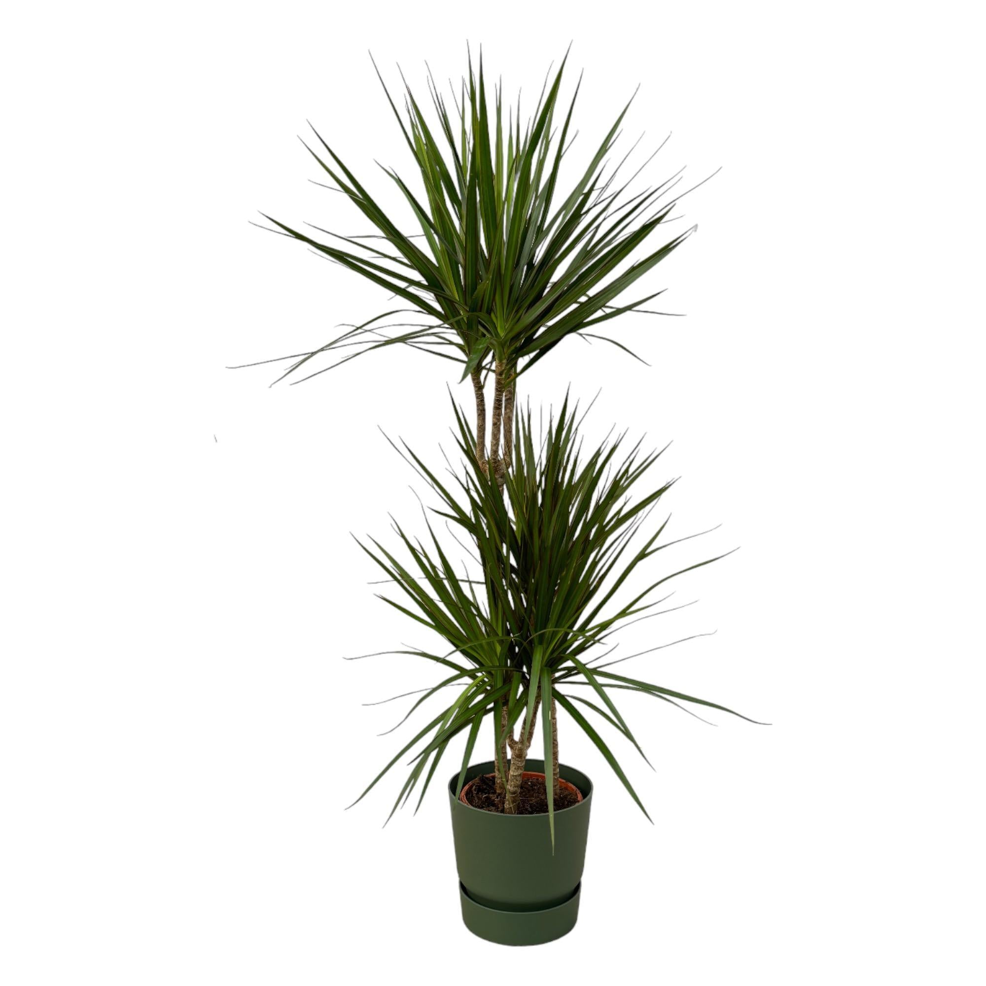 Dracaena Marginata - ↨120cm - Ø21cm inklusive elho Greenville Round grün D24xH23