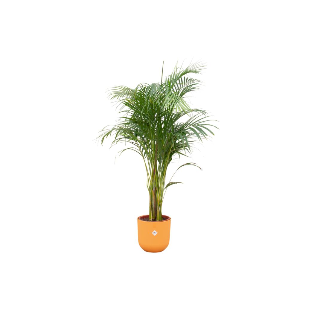 Kombi-Angebot - Areca-Palme (Zimmerpflanze) inklusive elho Jazz Round - Goldfruchtpalme