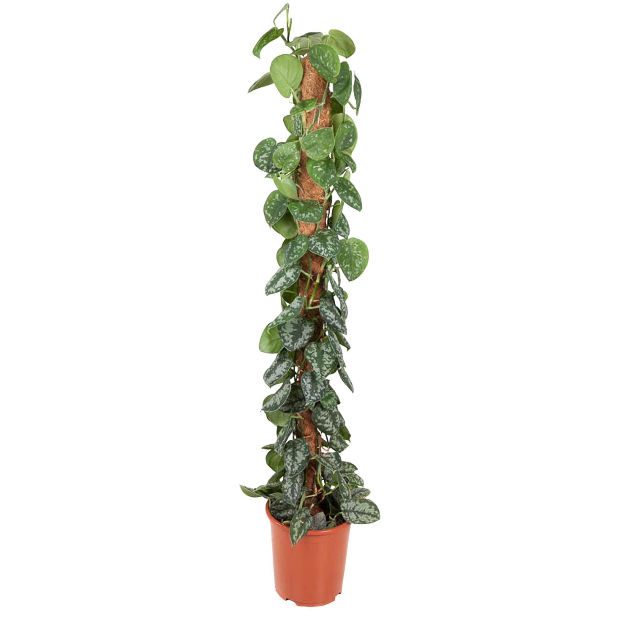 Epipremnum Pictus Trebie Moosstab - 150 cm - ø27