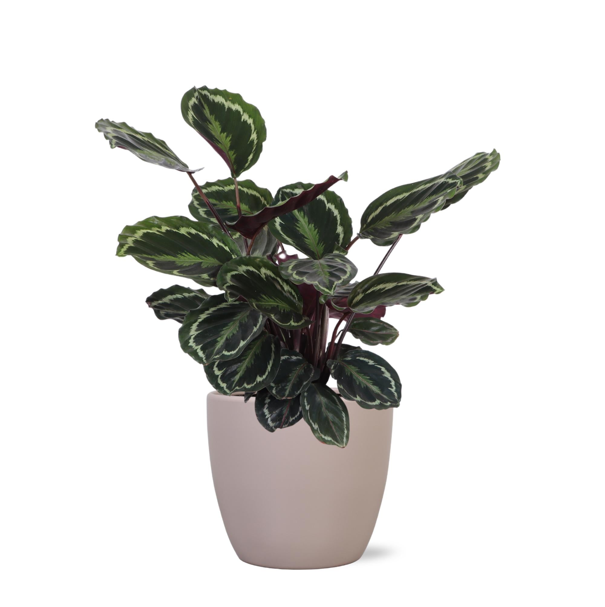 Calathea-Medaillon Ø21cm - ↕70cm im taupefarbenen Boule-Topf