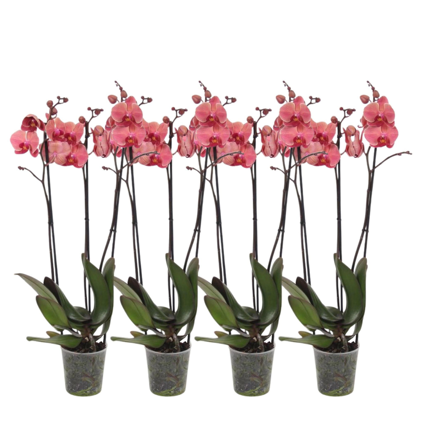 4er-Set – Phalaenopsis Narbonne – Orchidee mit 3 Zweigen – 60 cm – Ø12