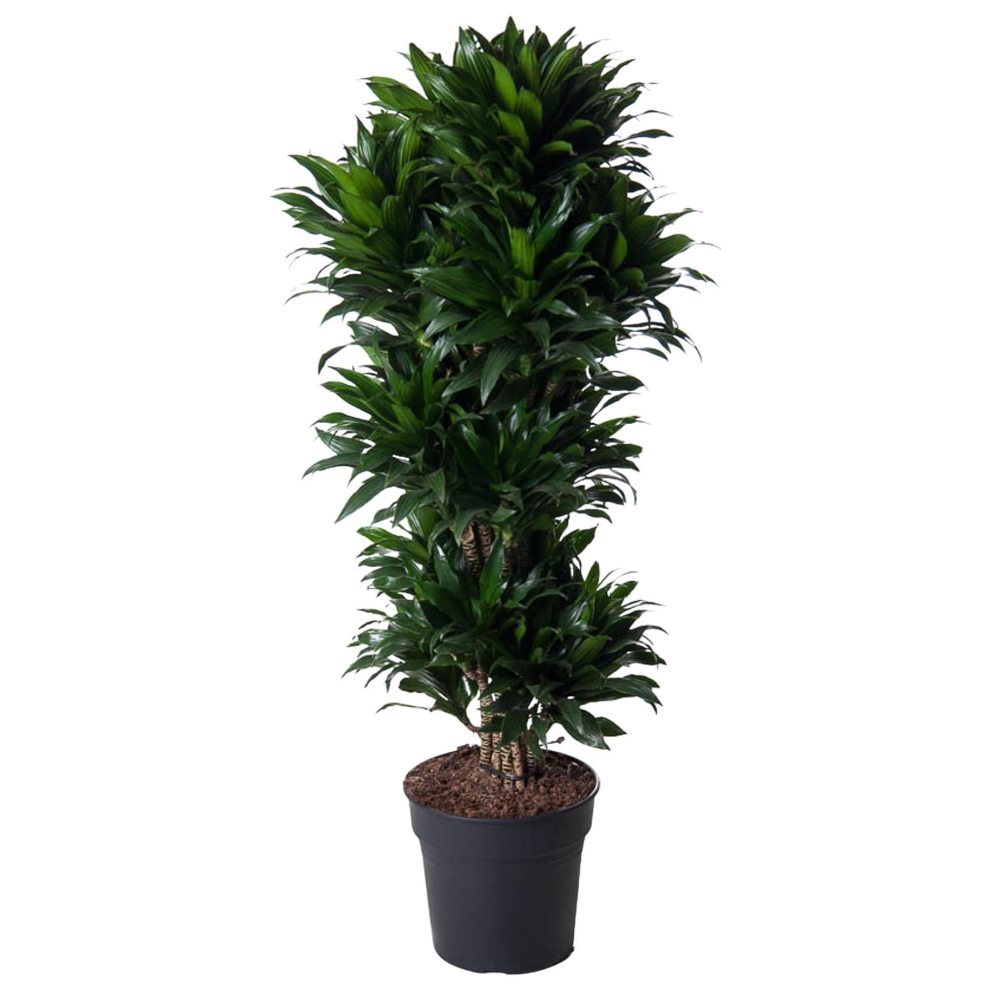 Dracaena Compacta verzweigt – 140 cm – ø31