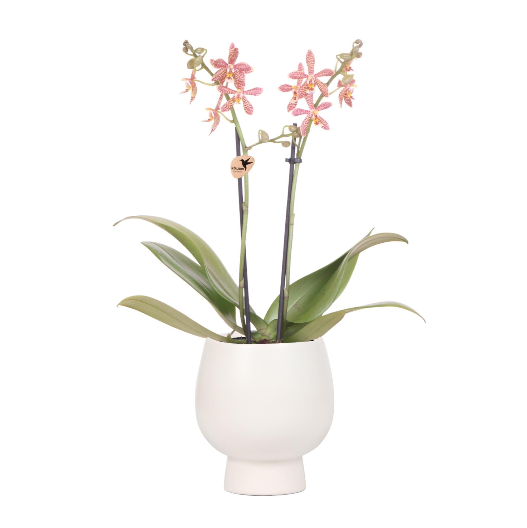 Kolibri-Orchideen| orangefarbene Phalaenopsis-Orchidee - Spinne in Sca