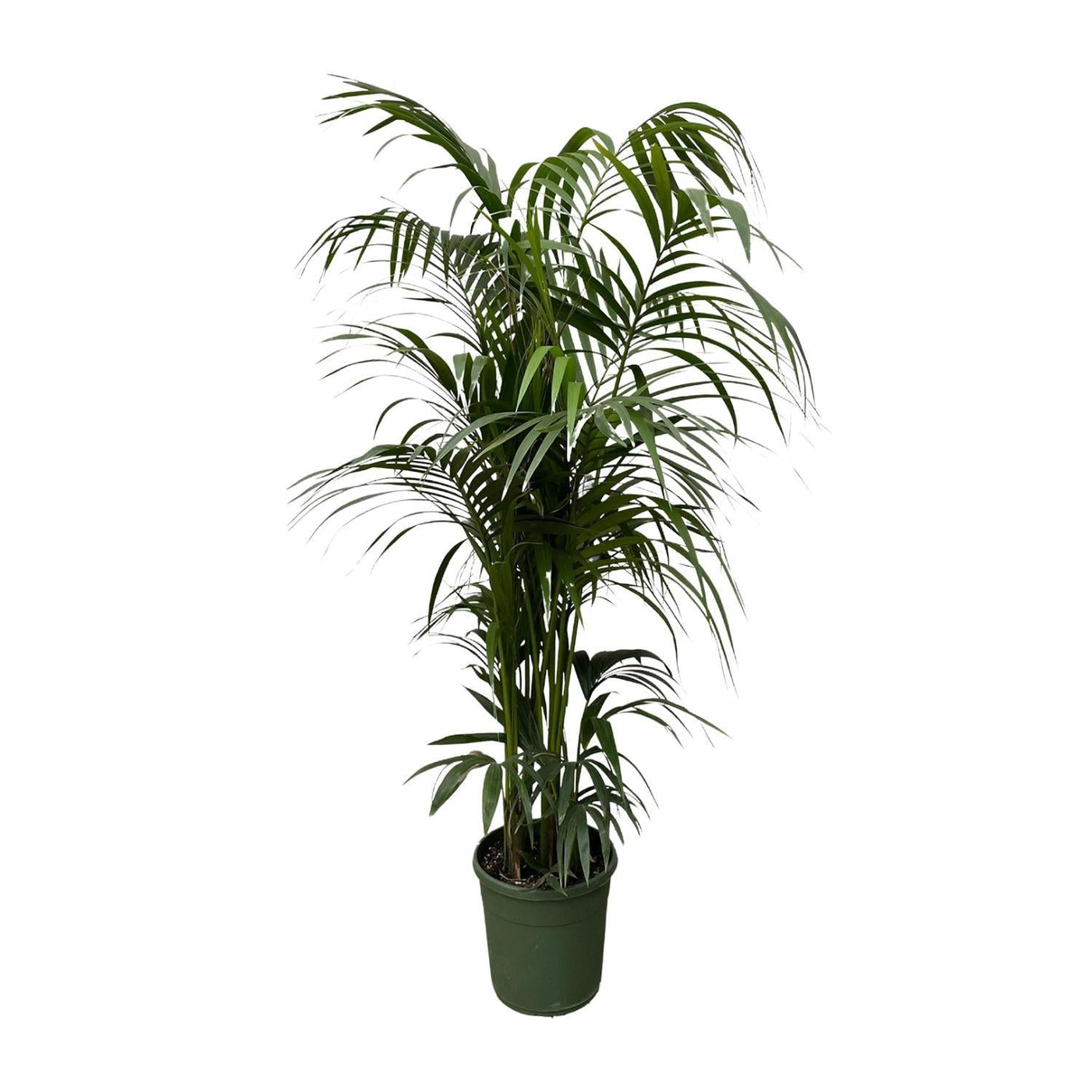 Kentia-Palme – 230 cm – ø38 - Kentiapalme