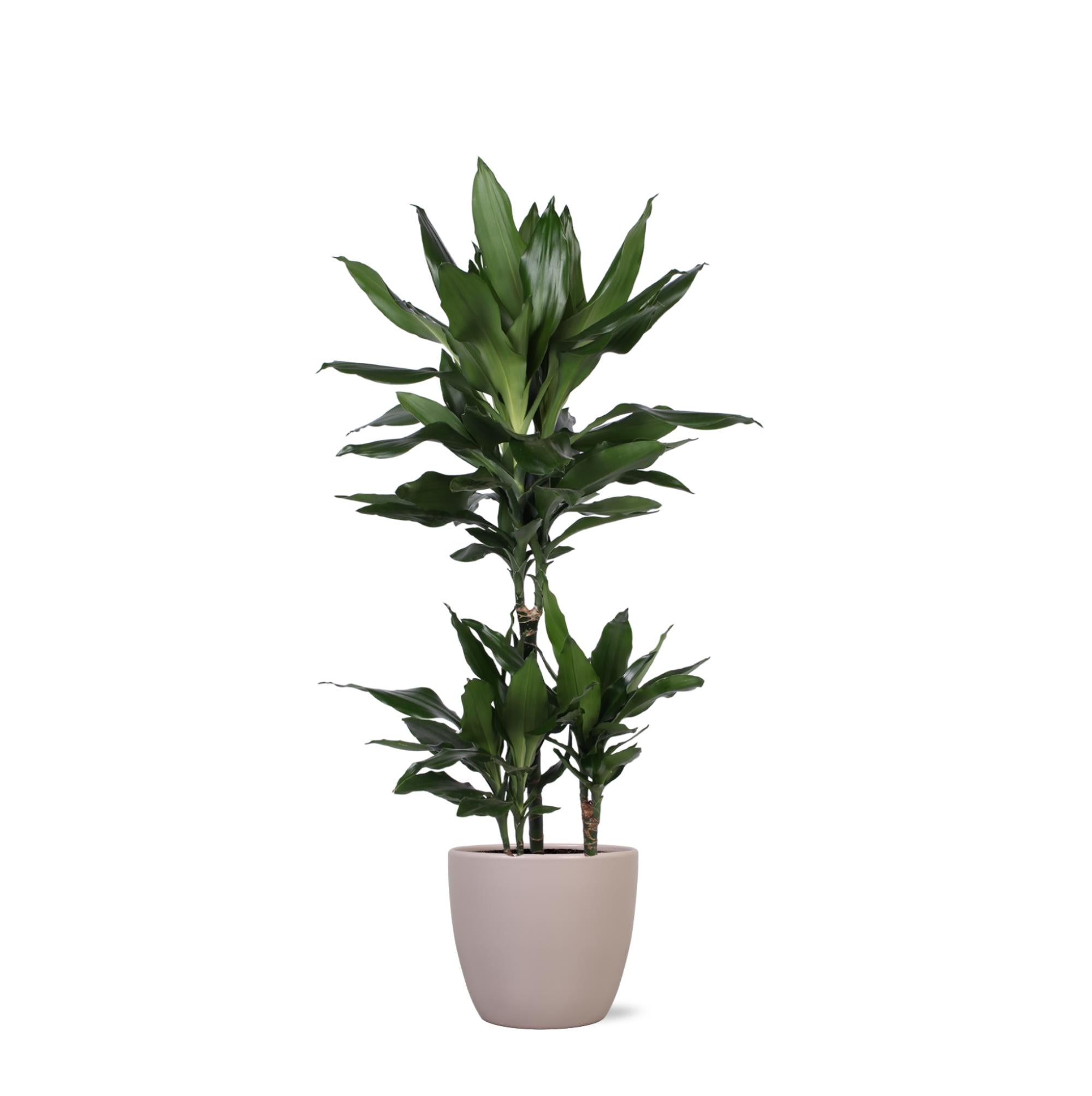 Dracaena Janet Lind Ø21cm - ↕90cm im Boule TAUPE Topf